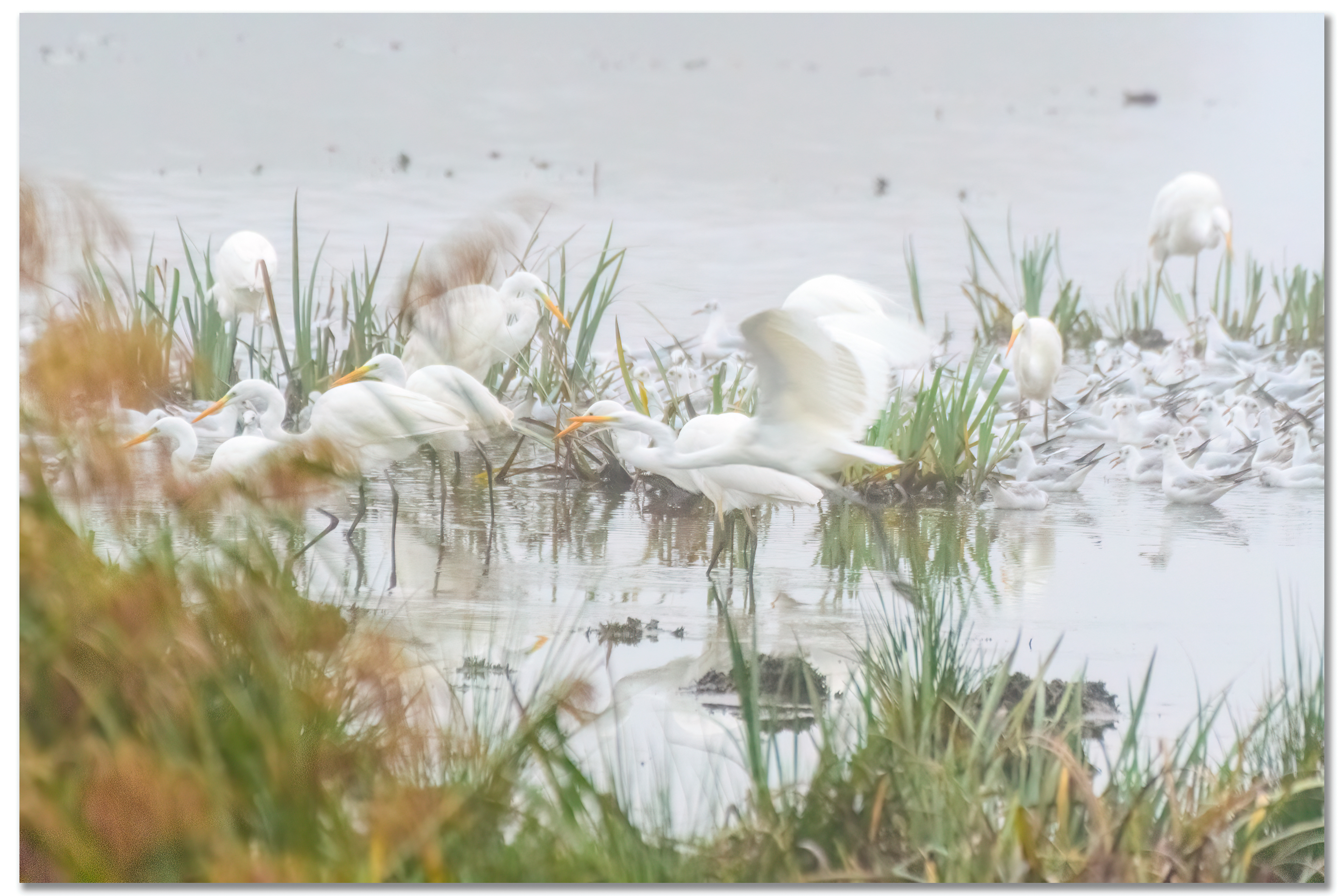 Grande Aigrette - Ardea Alba, Mouette rieuse - Chroicocephalus ridibundus