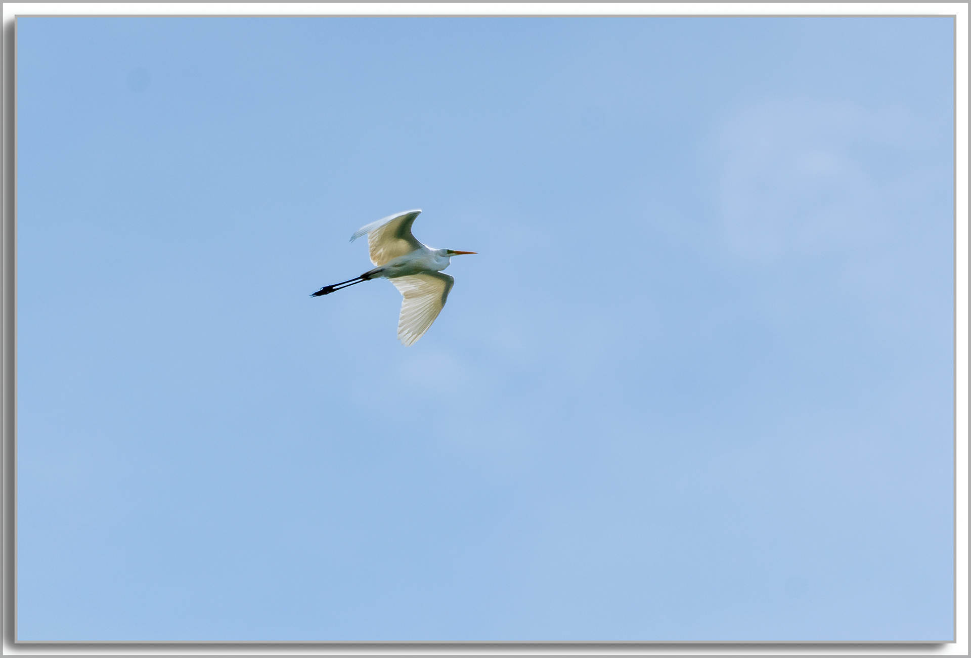Grande Aigrette - Ardea Alba