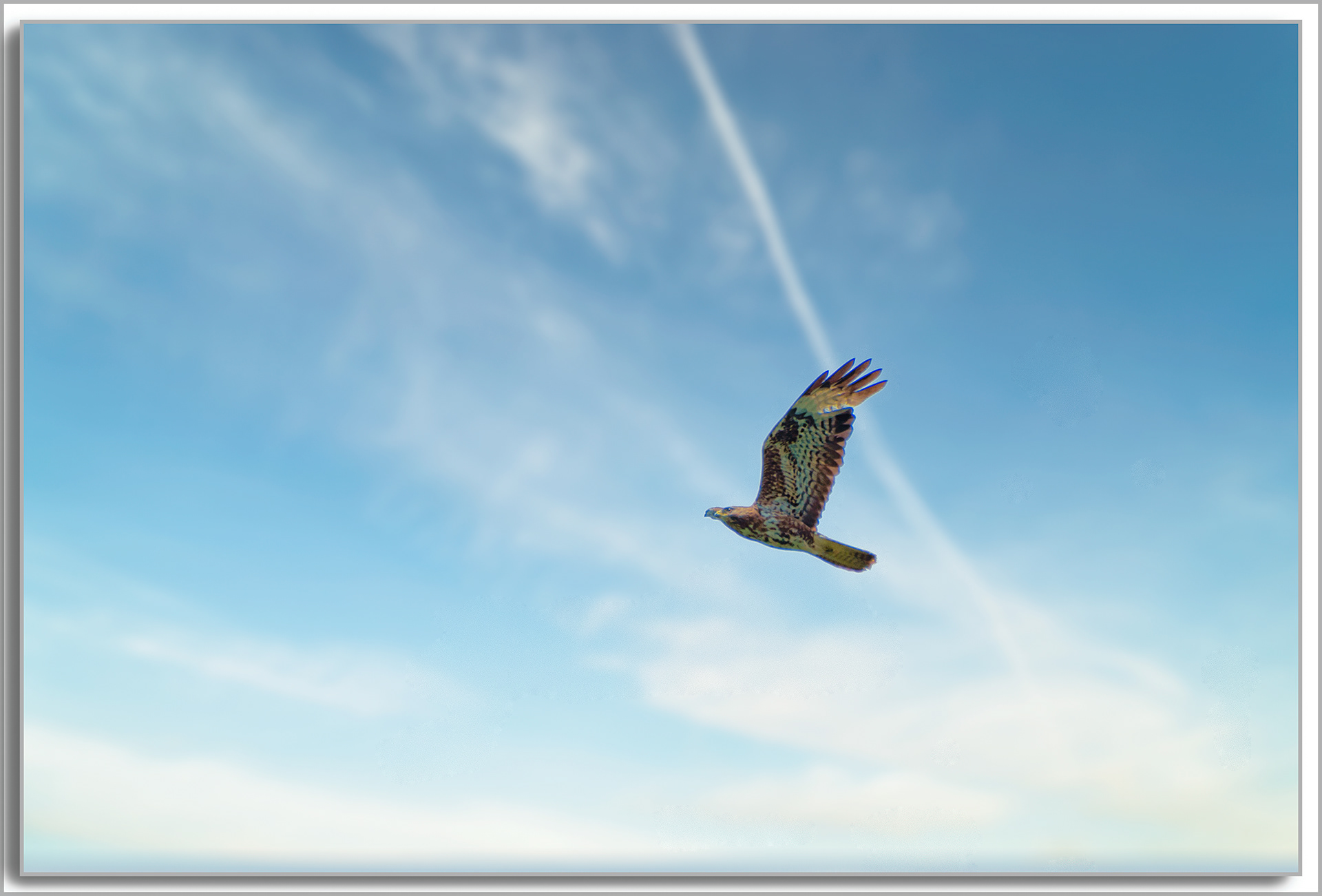 Buse variable - Buteo Buteo