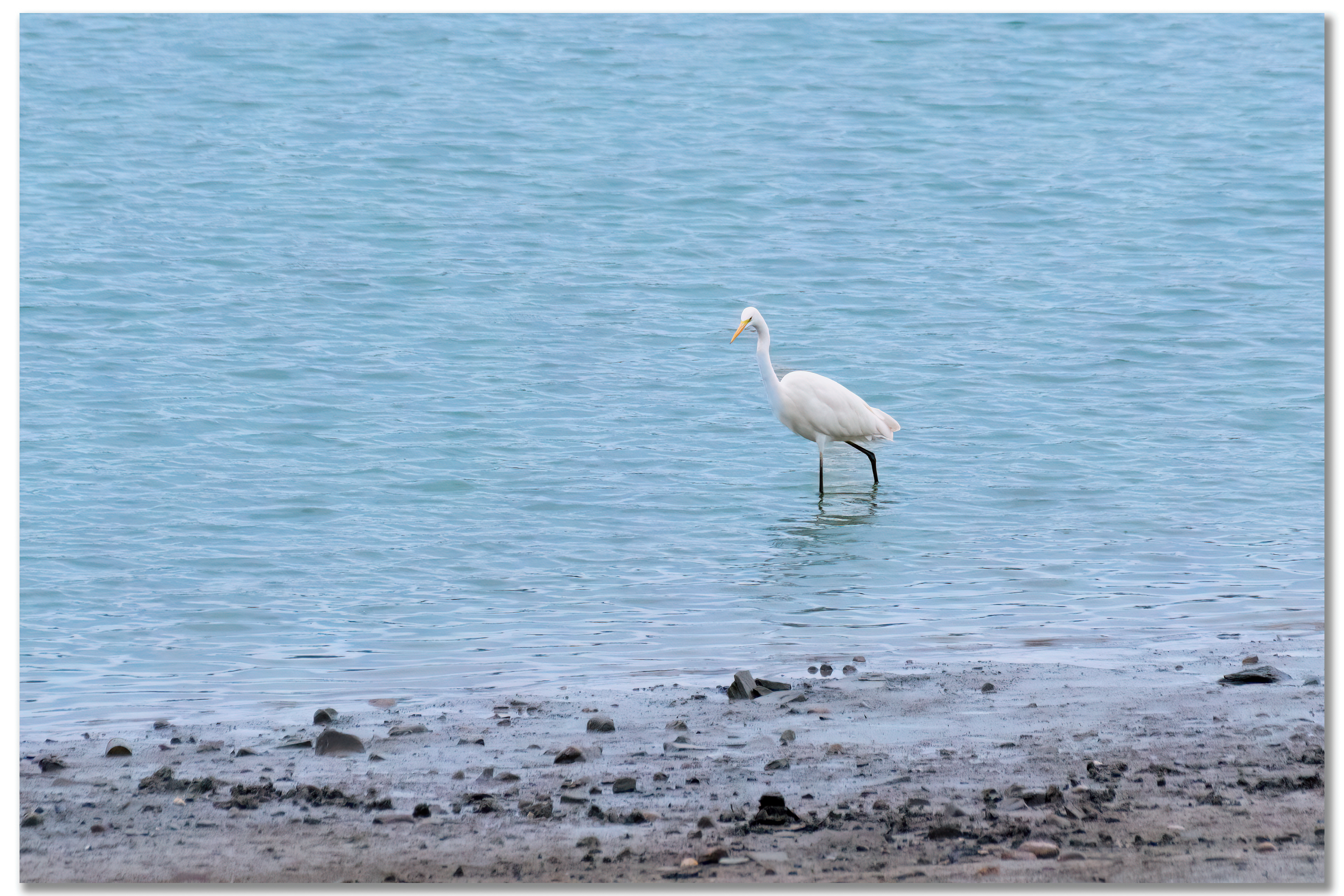 Grande Aigrette - Ardea Alba