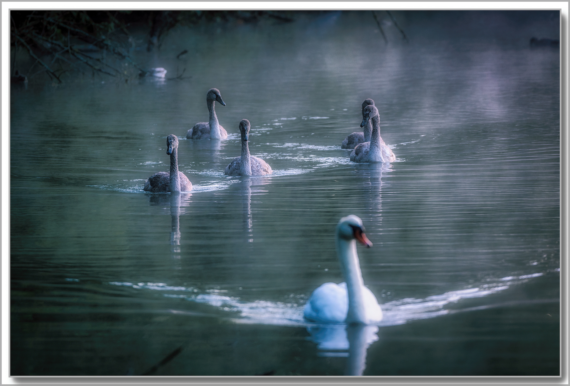 Cygne turberculé - Cygnus Olor