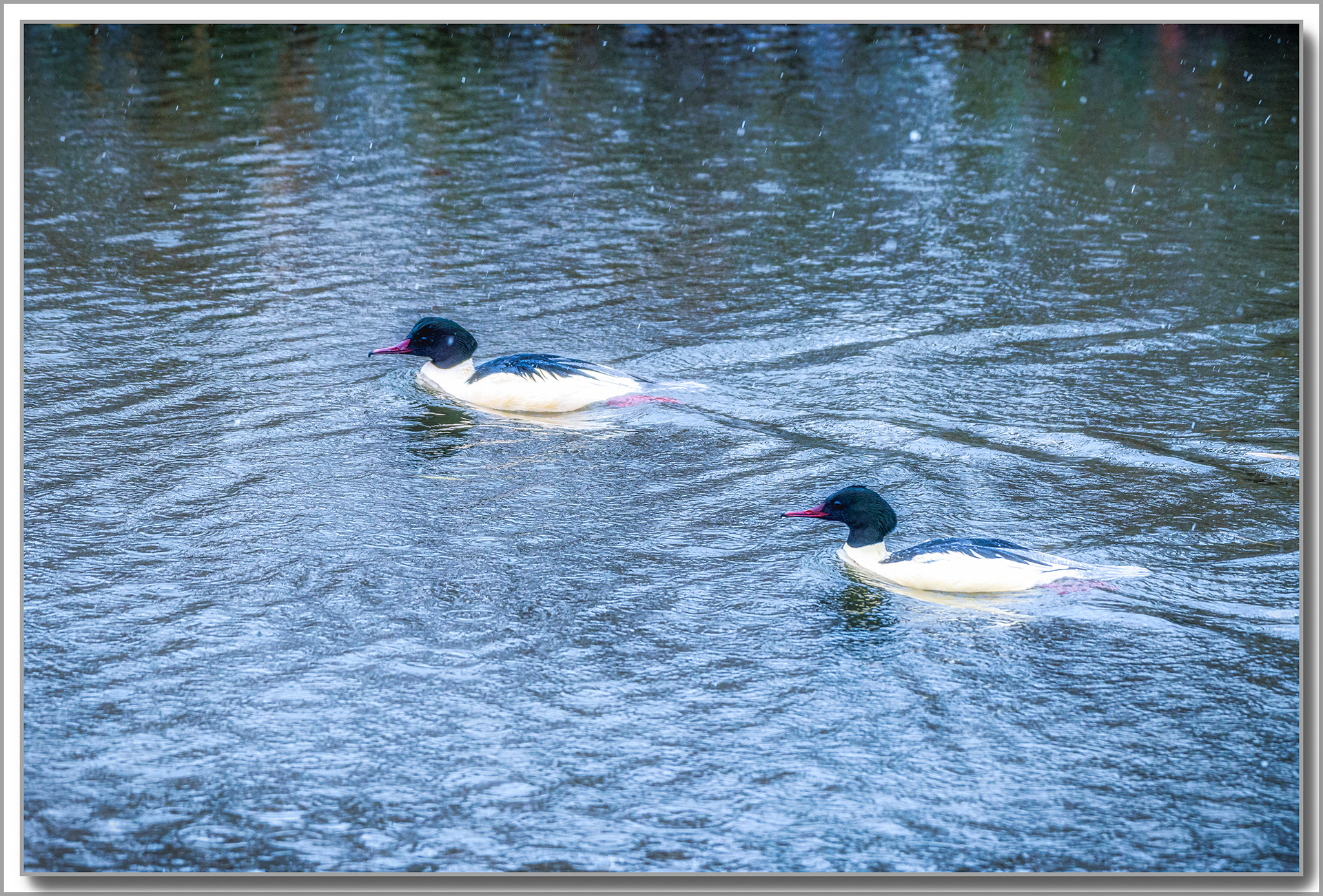 Harle Bièvre - Mergus Merganser