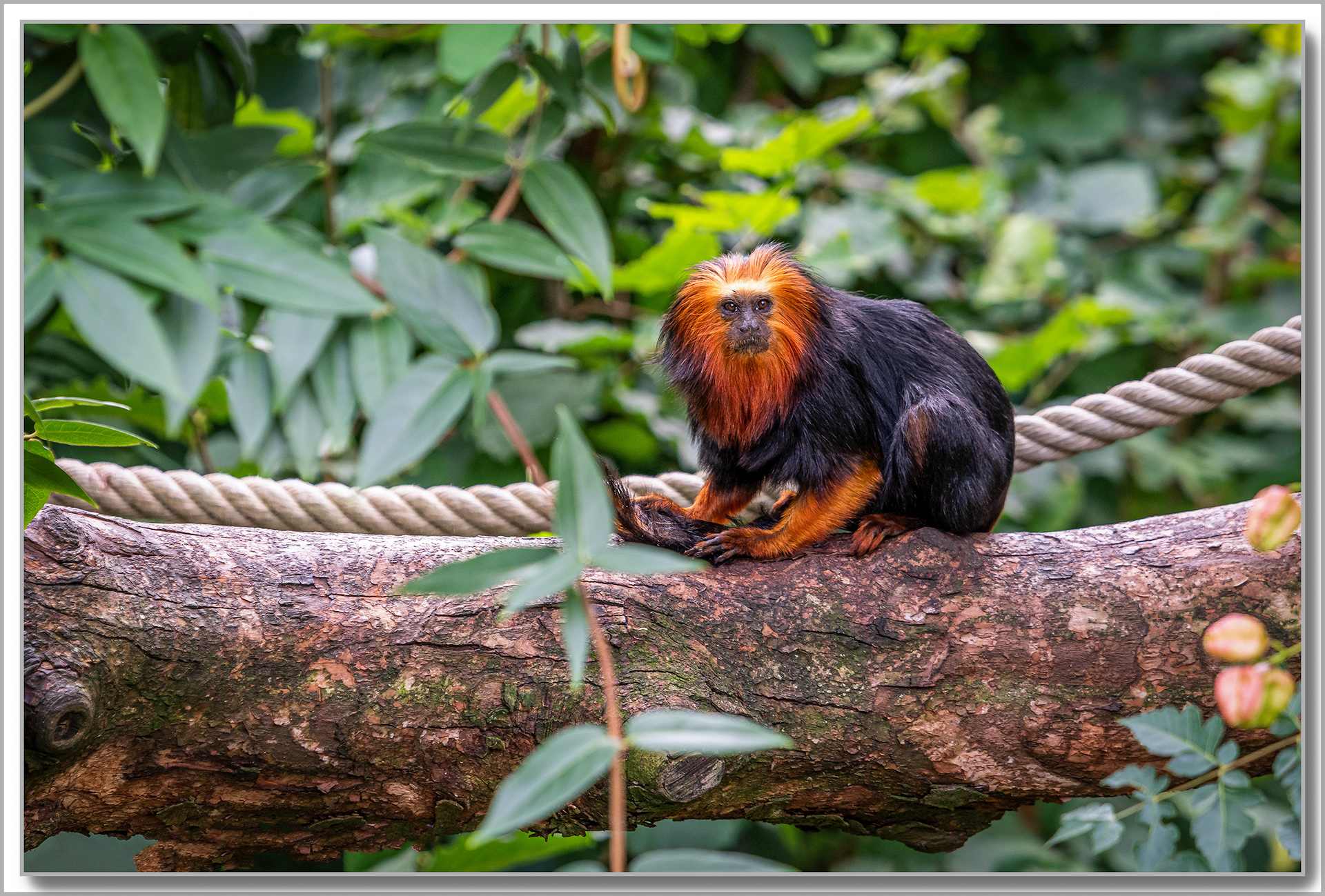 Tamarin-lion à tête dorée - Leontopithecus chrysomelas