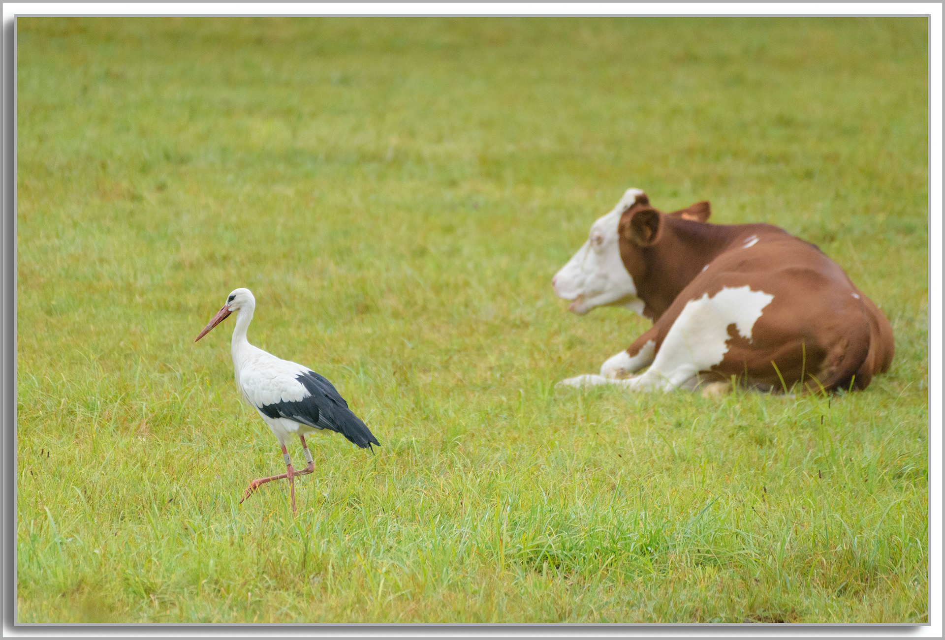 Cigogne blanche - ciconia ciconia