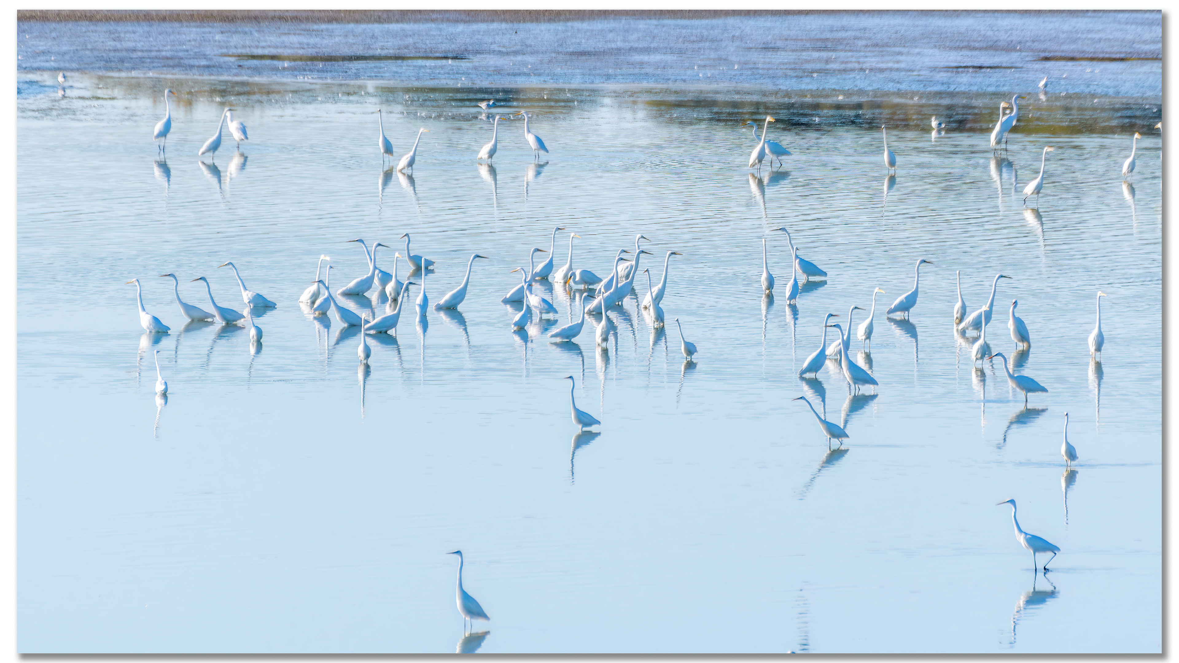 Grande Aigrette - Ardea Alba