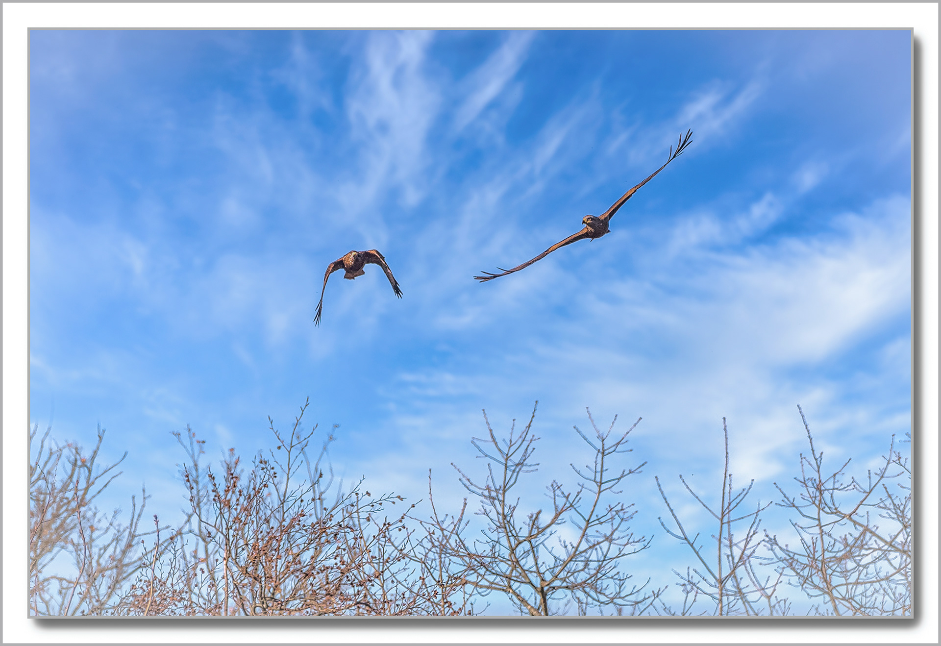 Buse variable - Buteo buteo et Milan noir - Milvus migrans