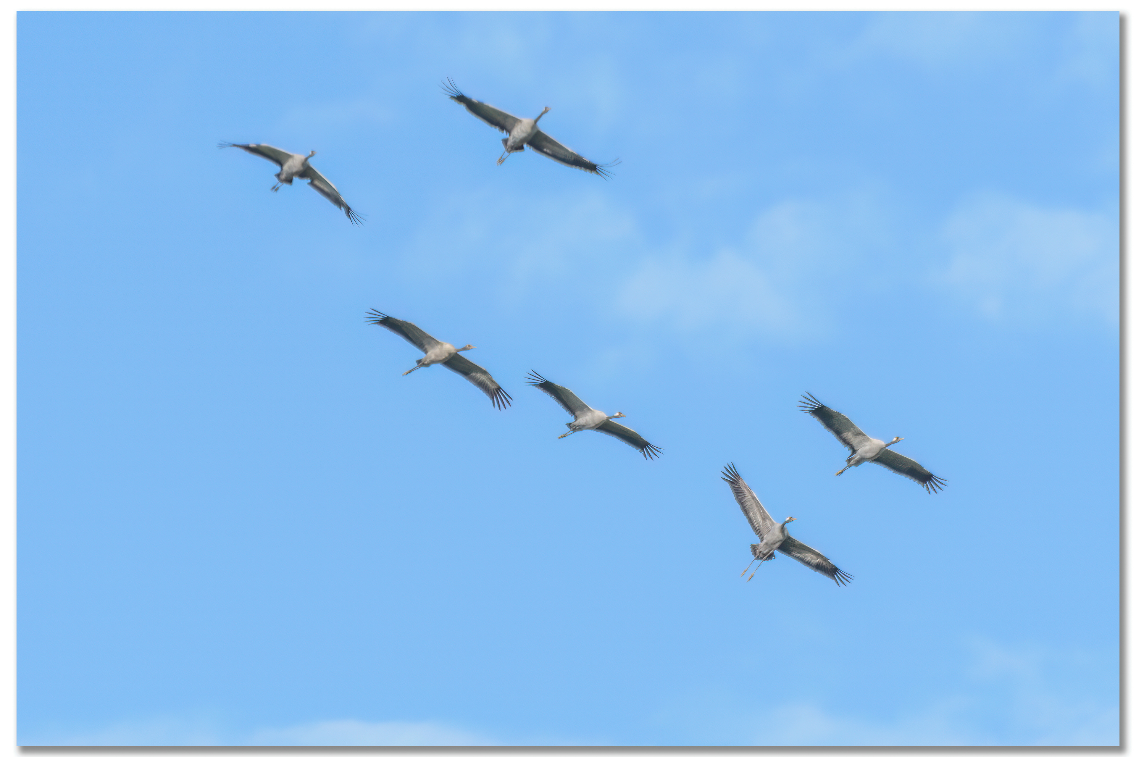 Grue cendrée - Grus grus