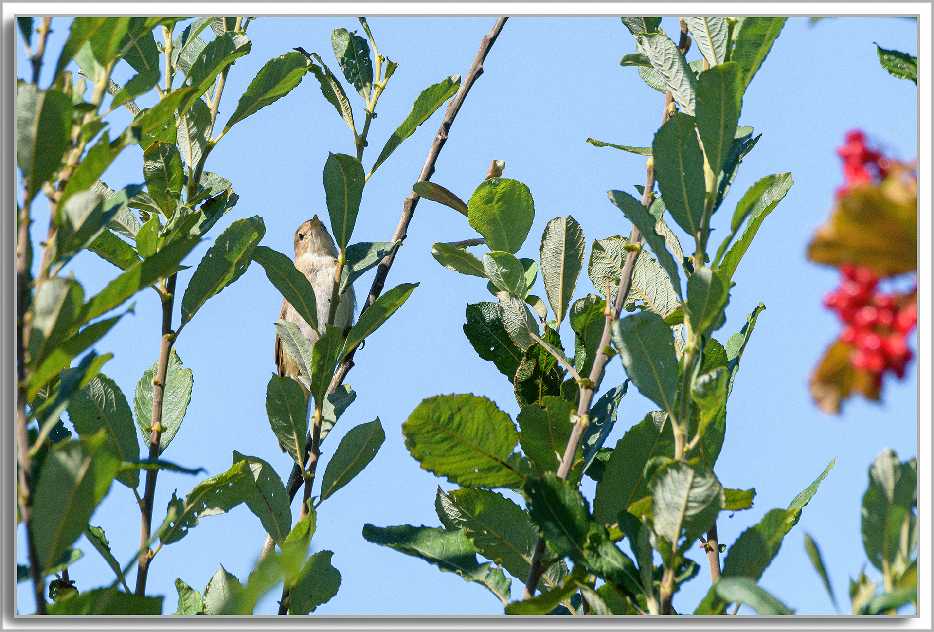 Rousserolle effarvatte - Acrocephalus scirpaceus