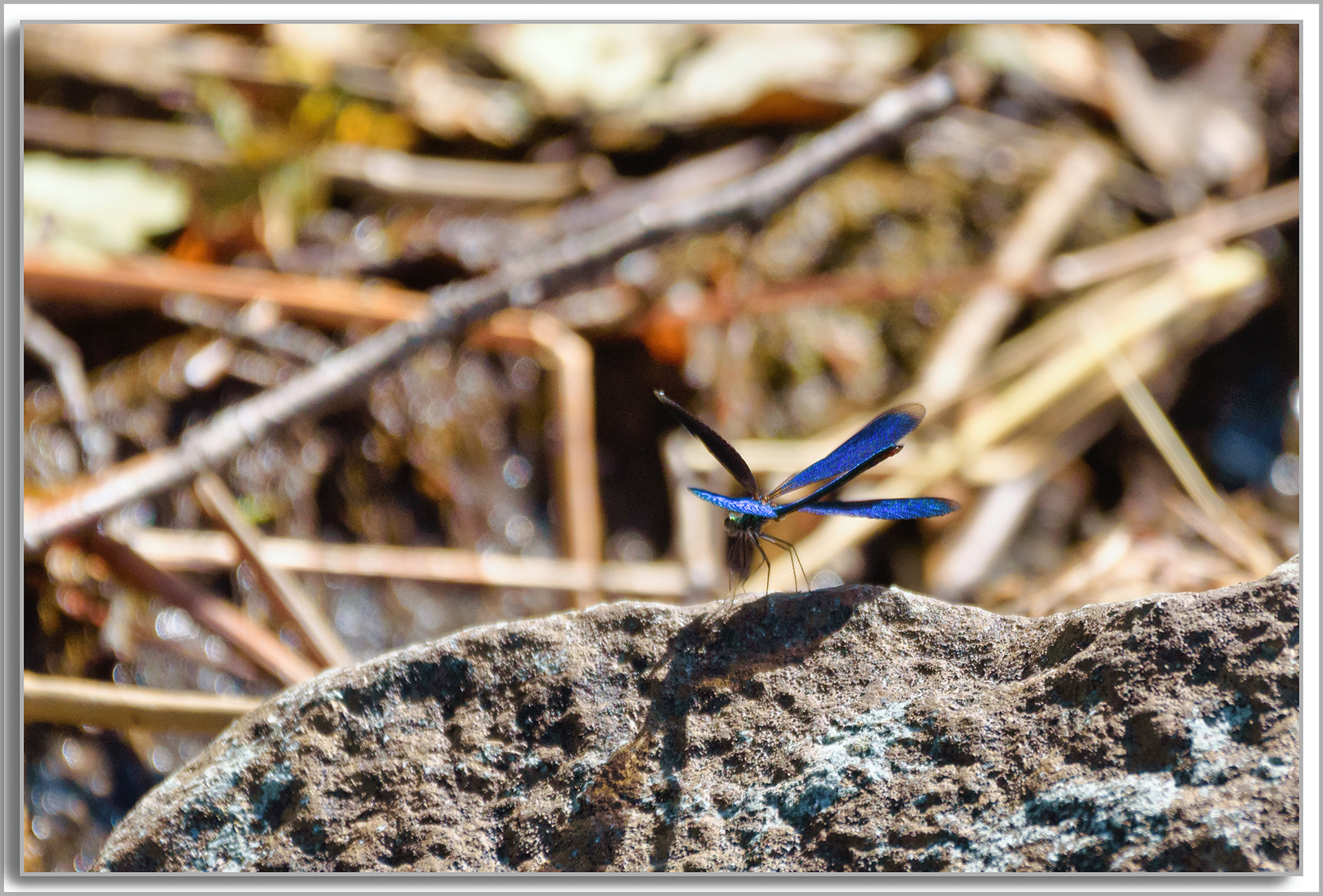 Caloptéryx vierge - Calopteryx virgo