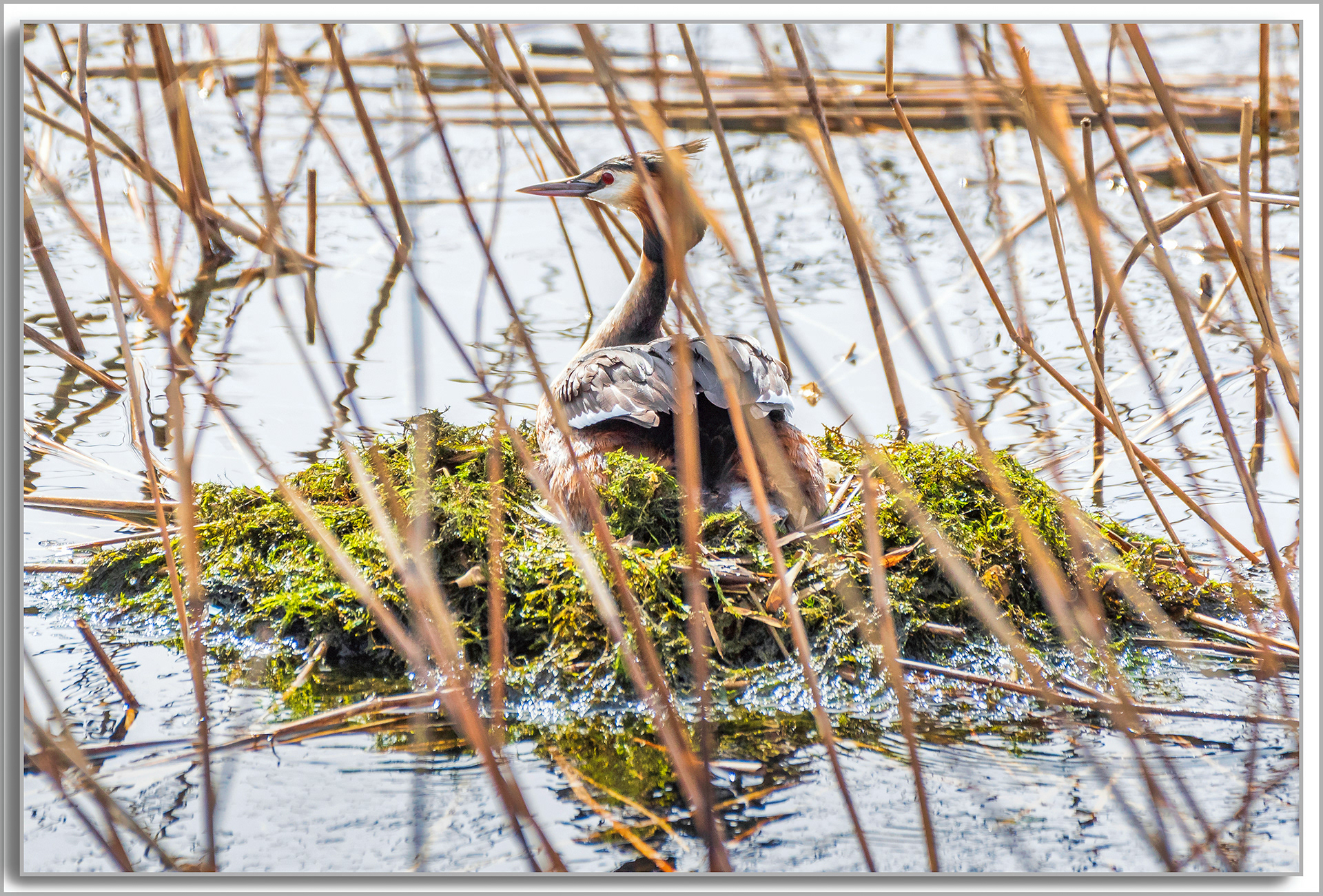 Grèbe huppé - Podiceps Cristatus