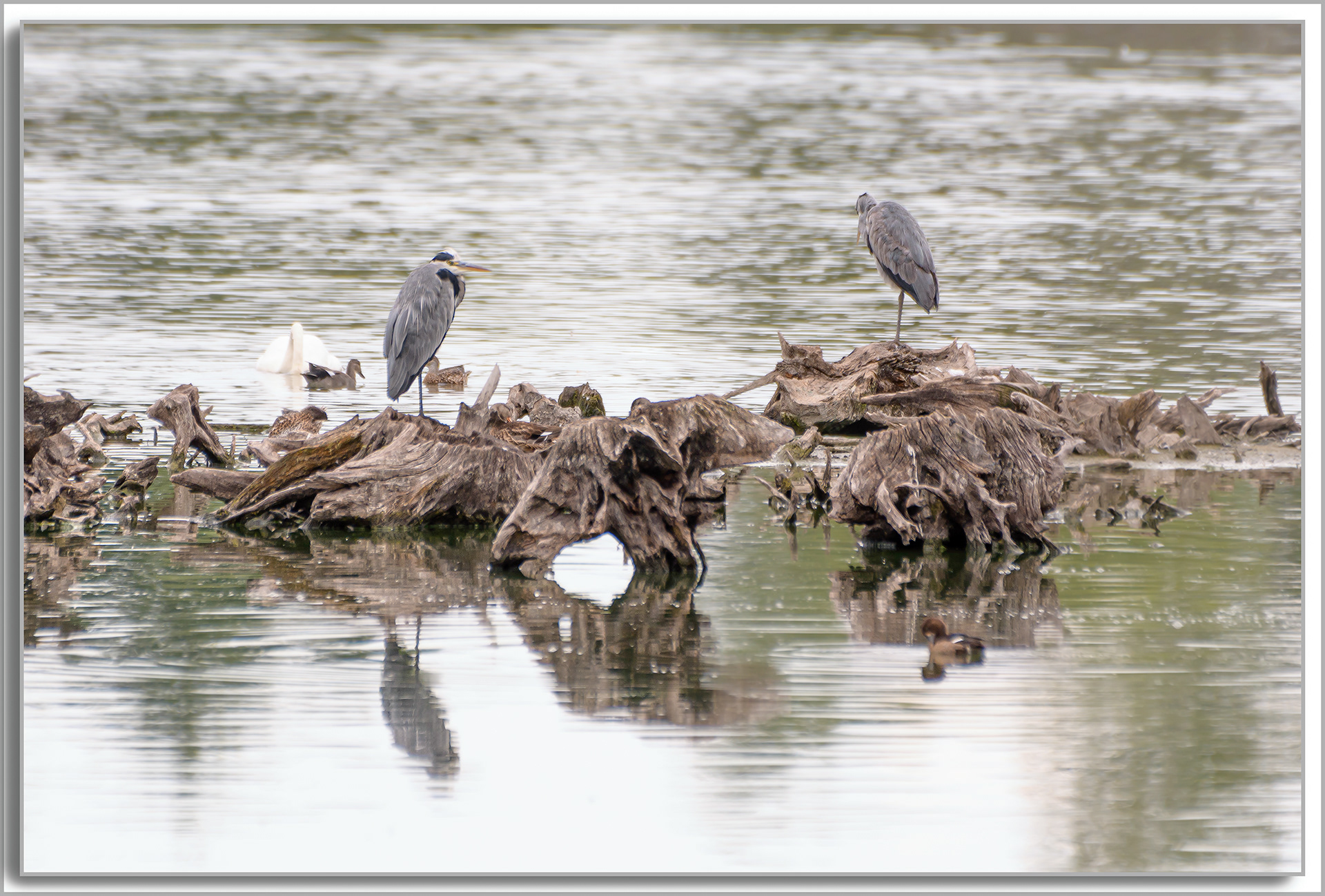 Héron cendré - Ardea Cinerea
