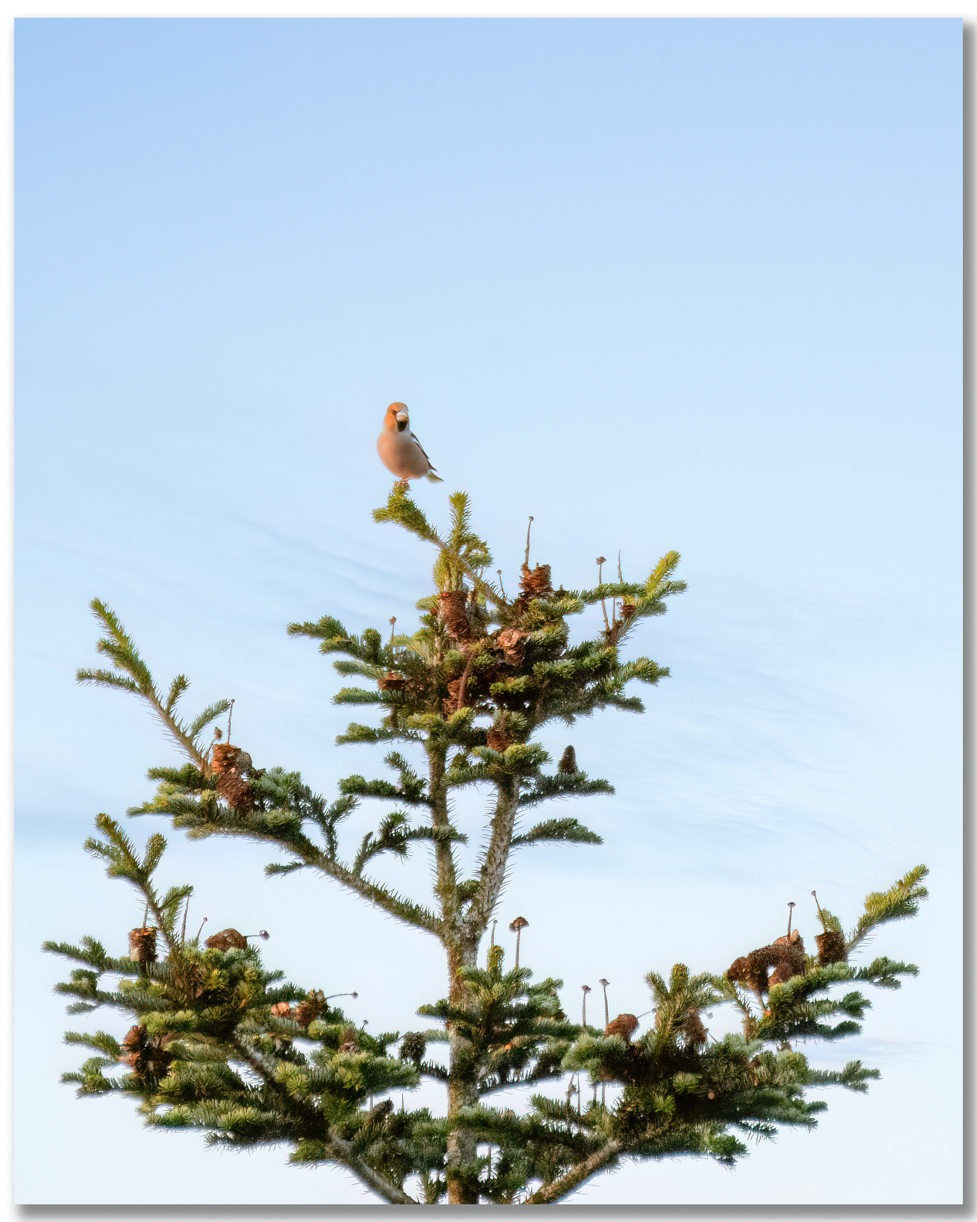 Grosbec casse-noyaux - Coccothraustes coccothraustes