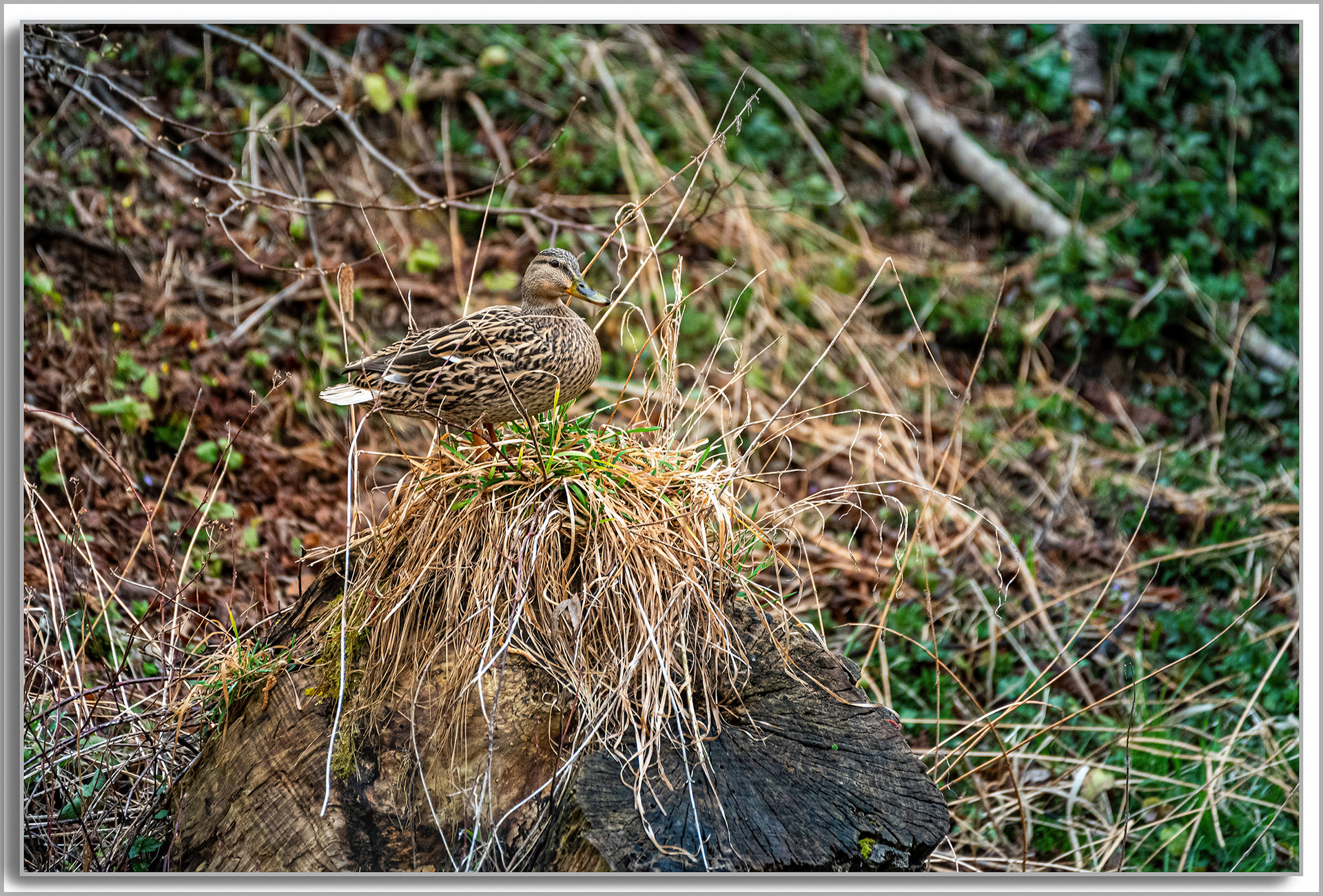 Canard Colvert - Anas platyrhynchos