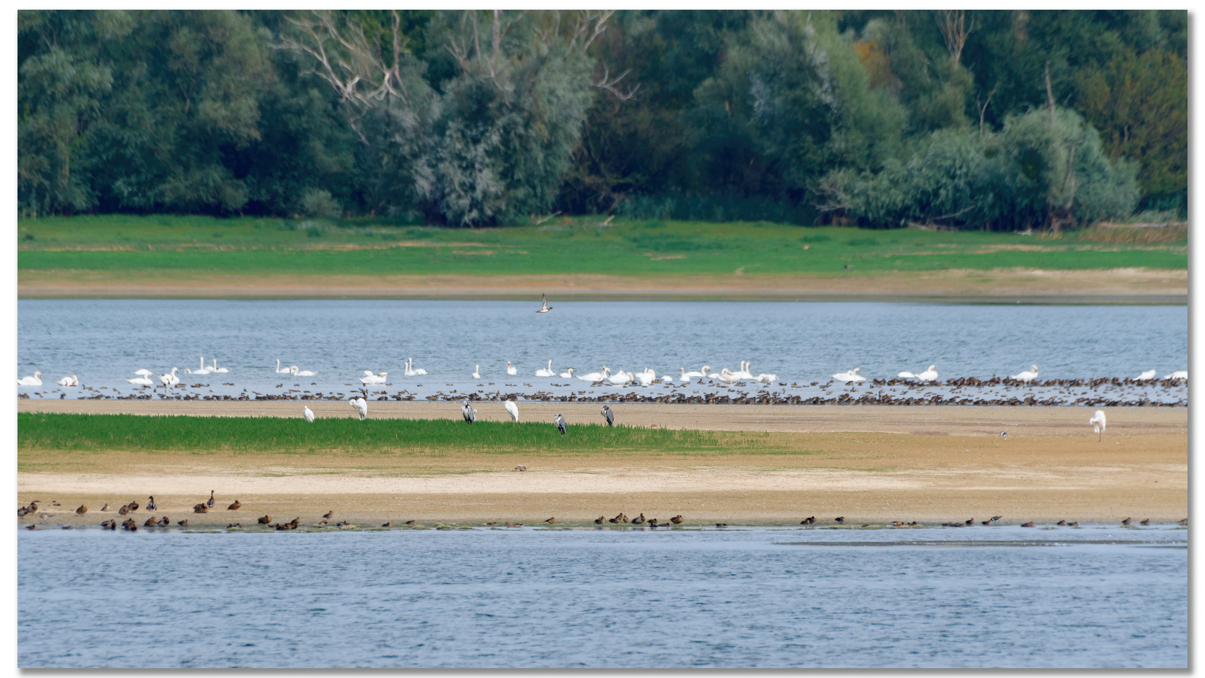 Grande Aigrette - Ardea Alba, Héron cendré - Ardea Cinerea