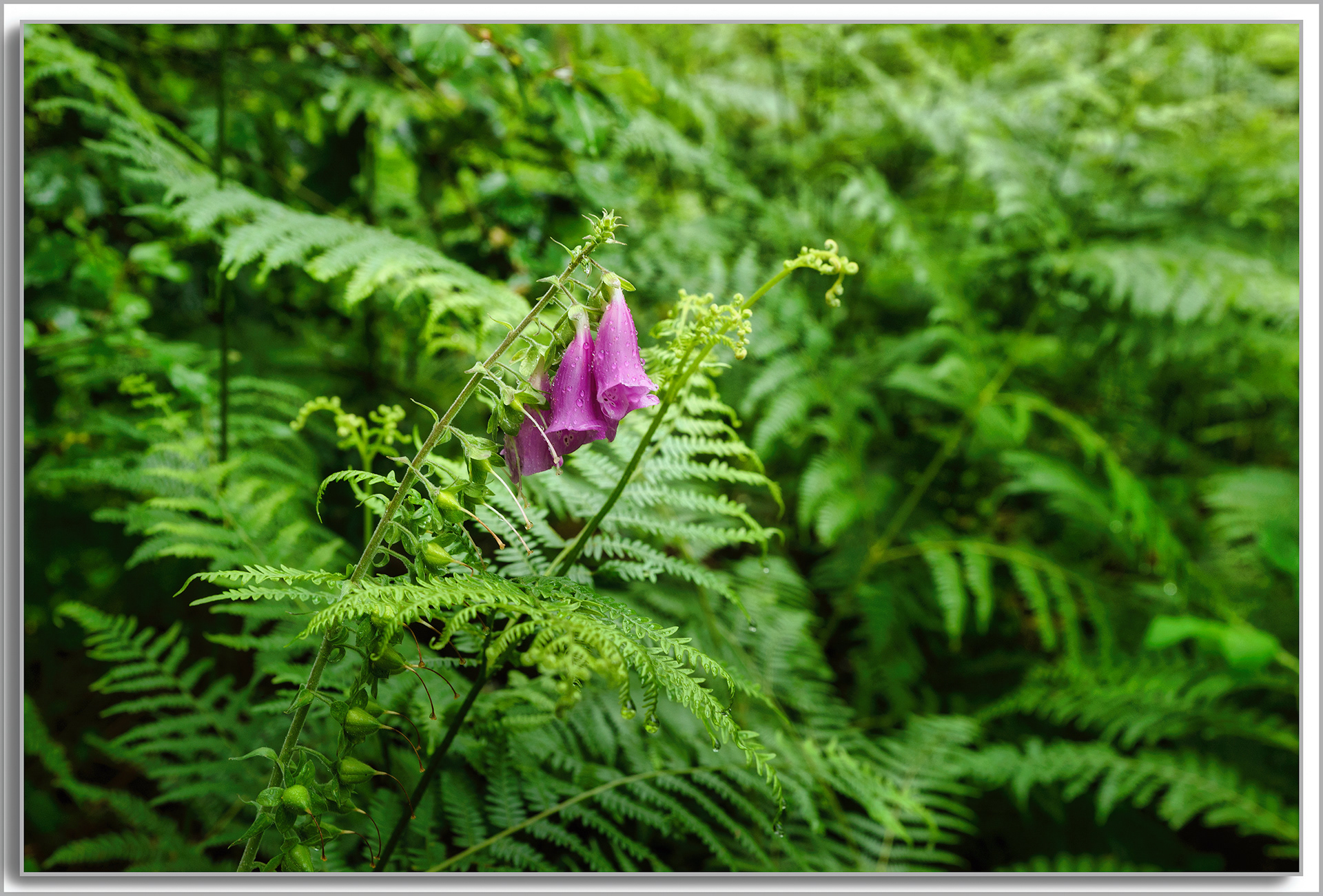 Digitale pourpre - Digitalis purpurea