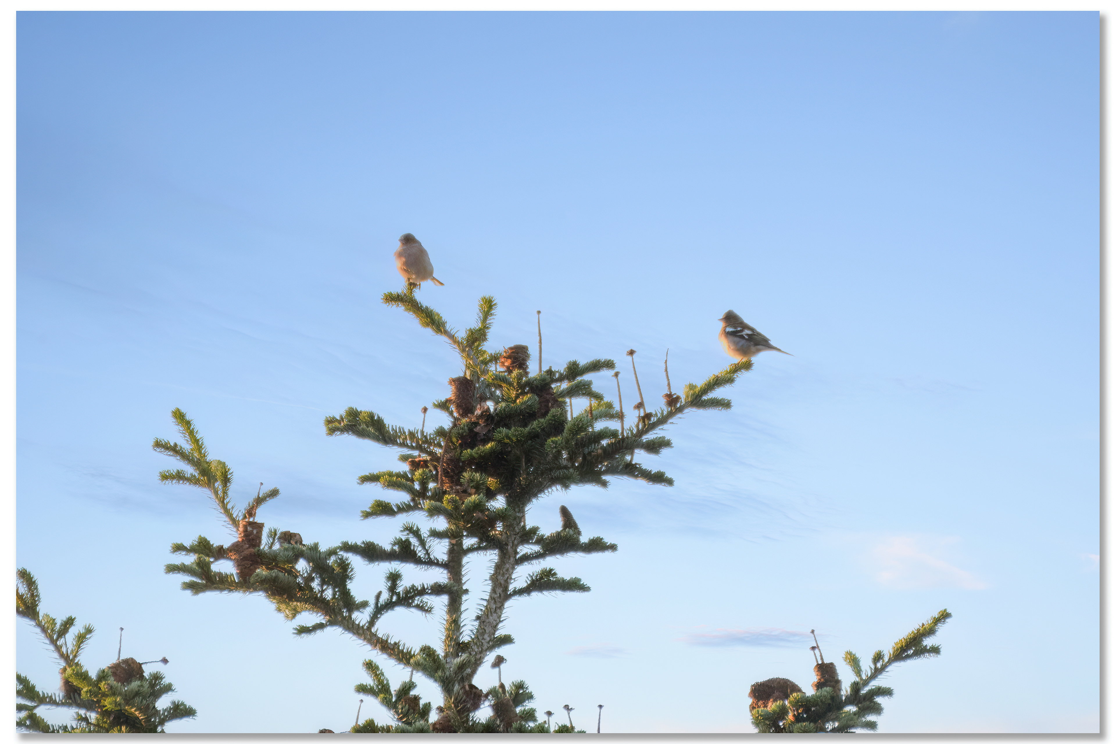Pinson des arbres - Fringilla Coelebs