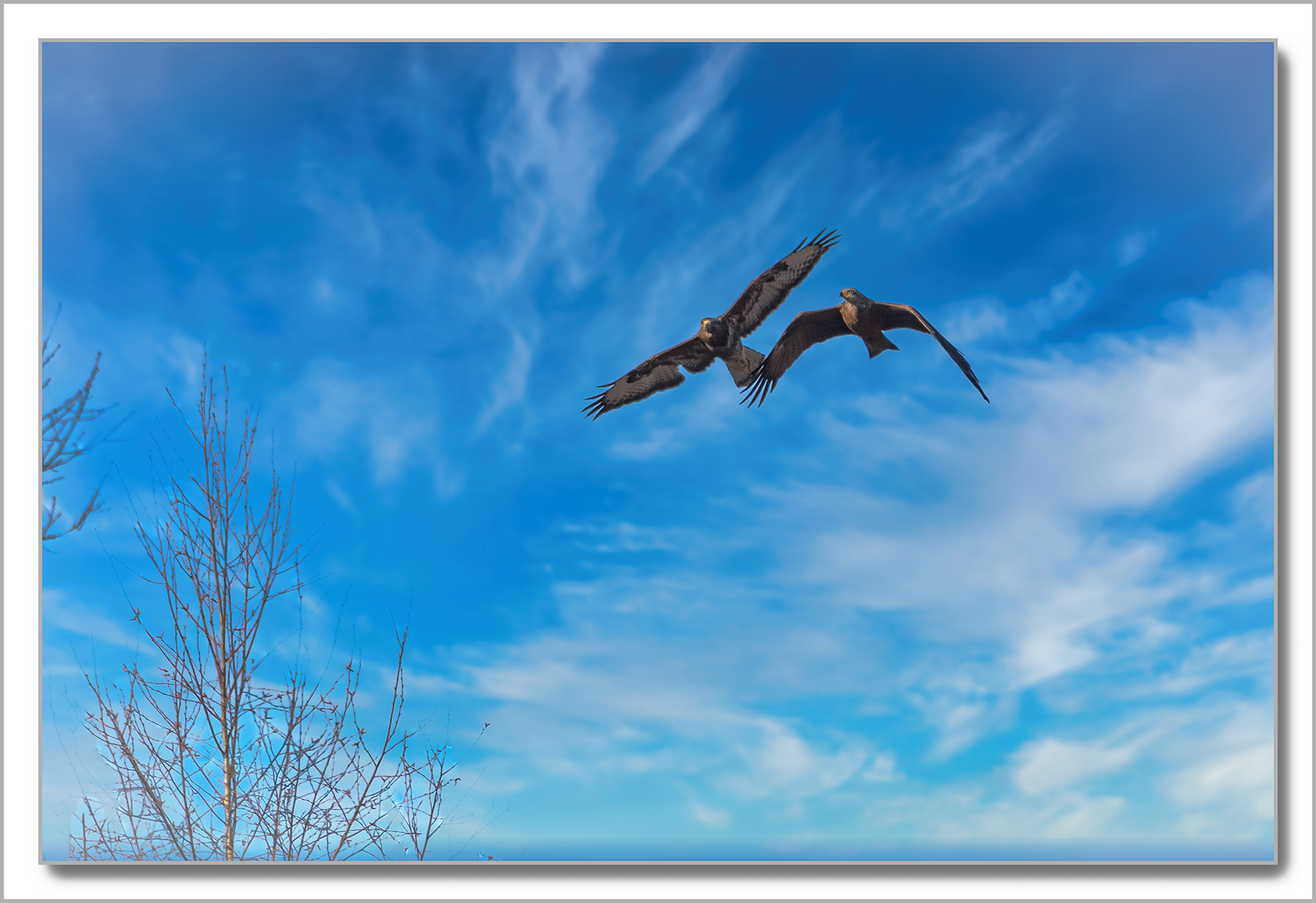 Buse variable - Buteo buteo et Milan noir - Milvus migrans