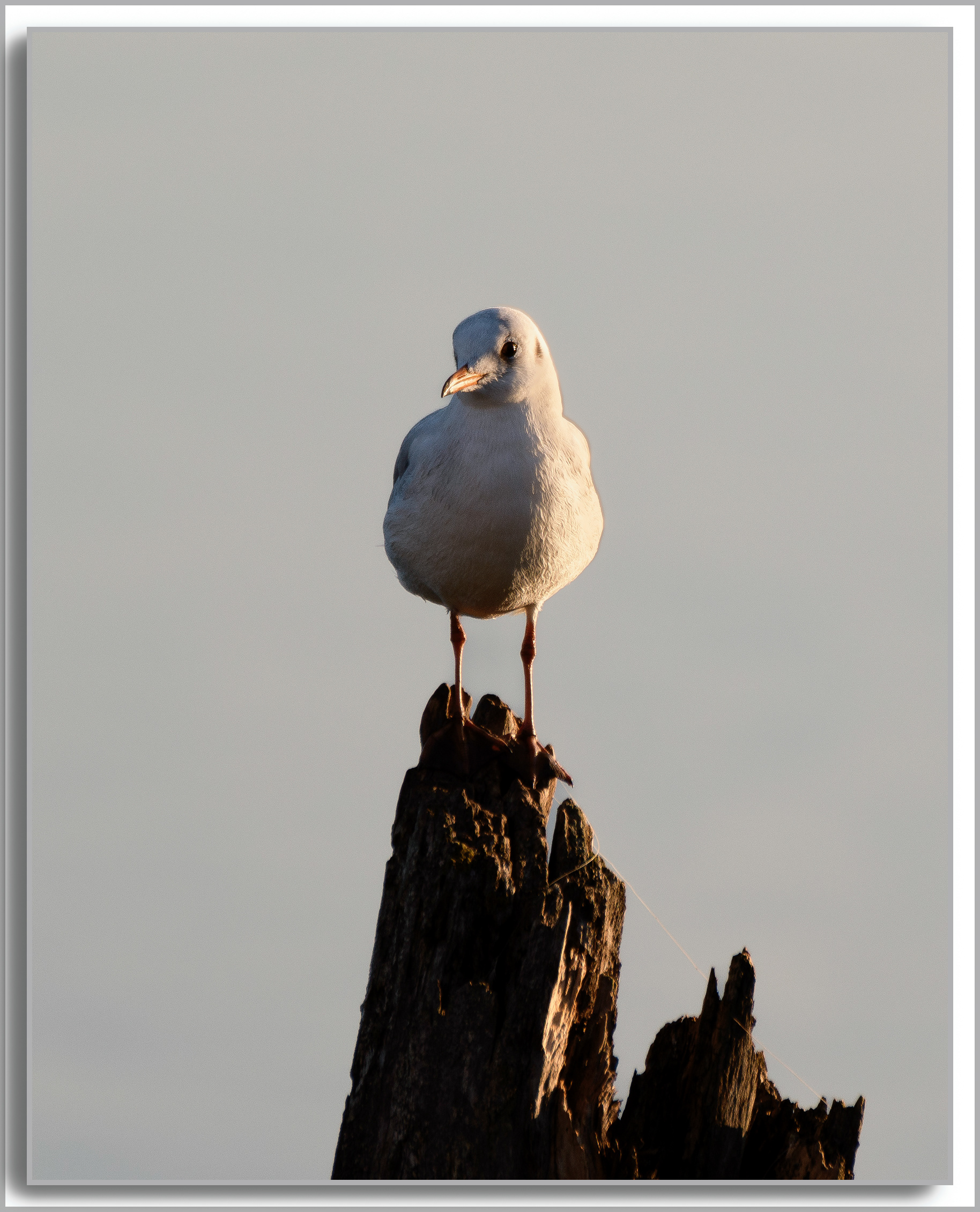 Mouette rieuse - Chroicocephalus ridibundus