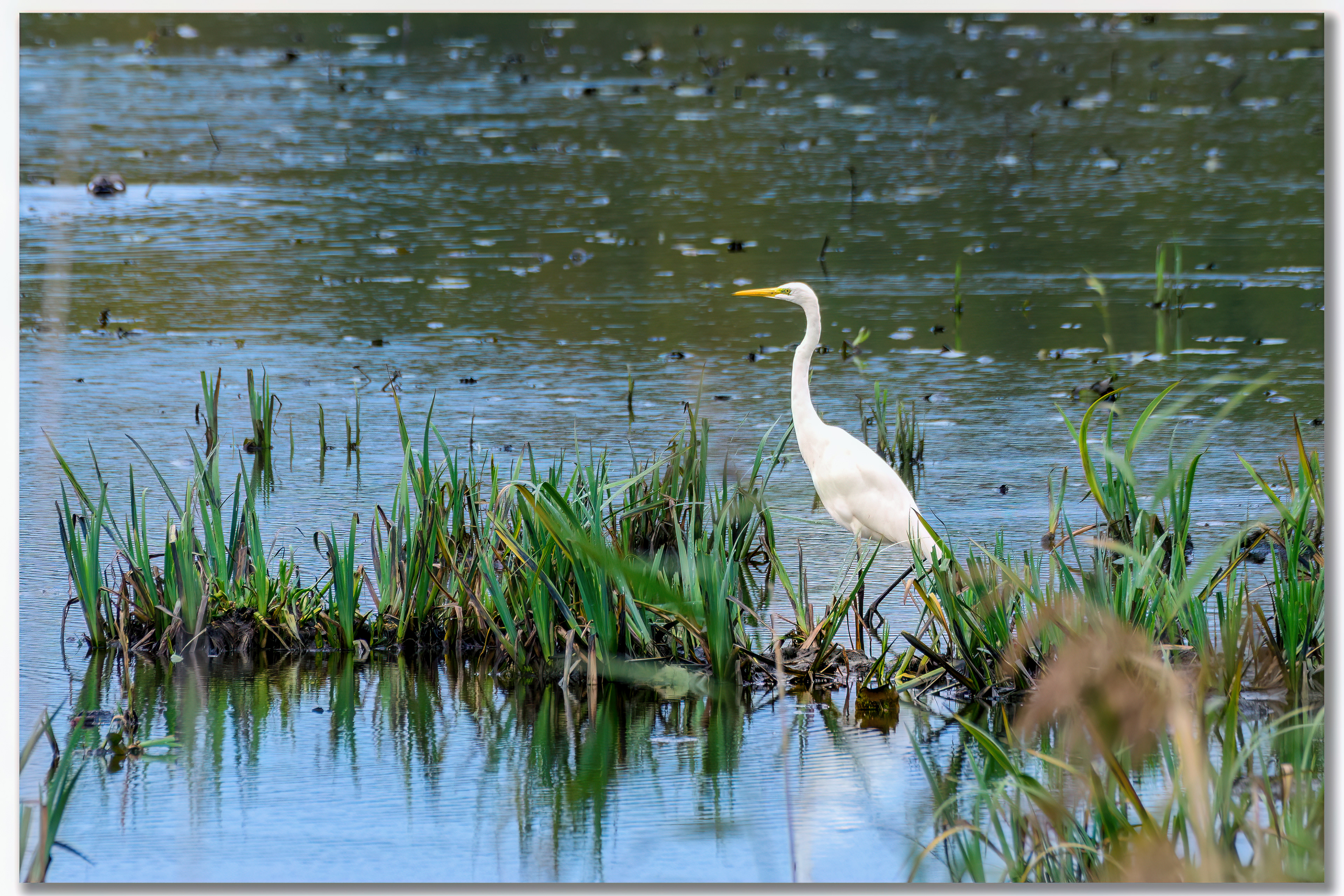 Grande aigrette - Ardea alba