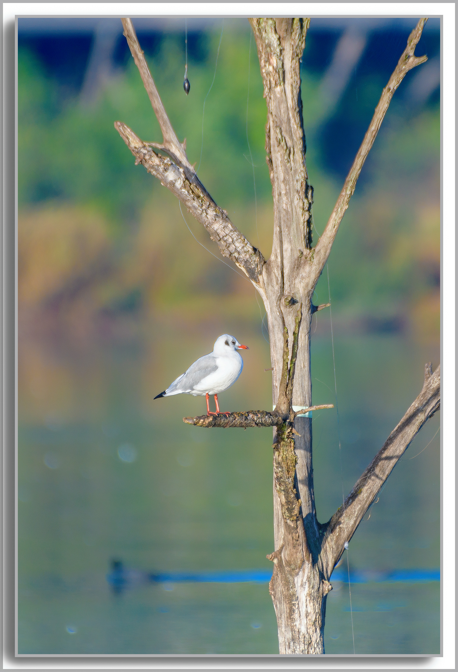 Mouette rieuse - Chroicocephalus ridibundus