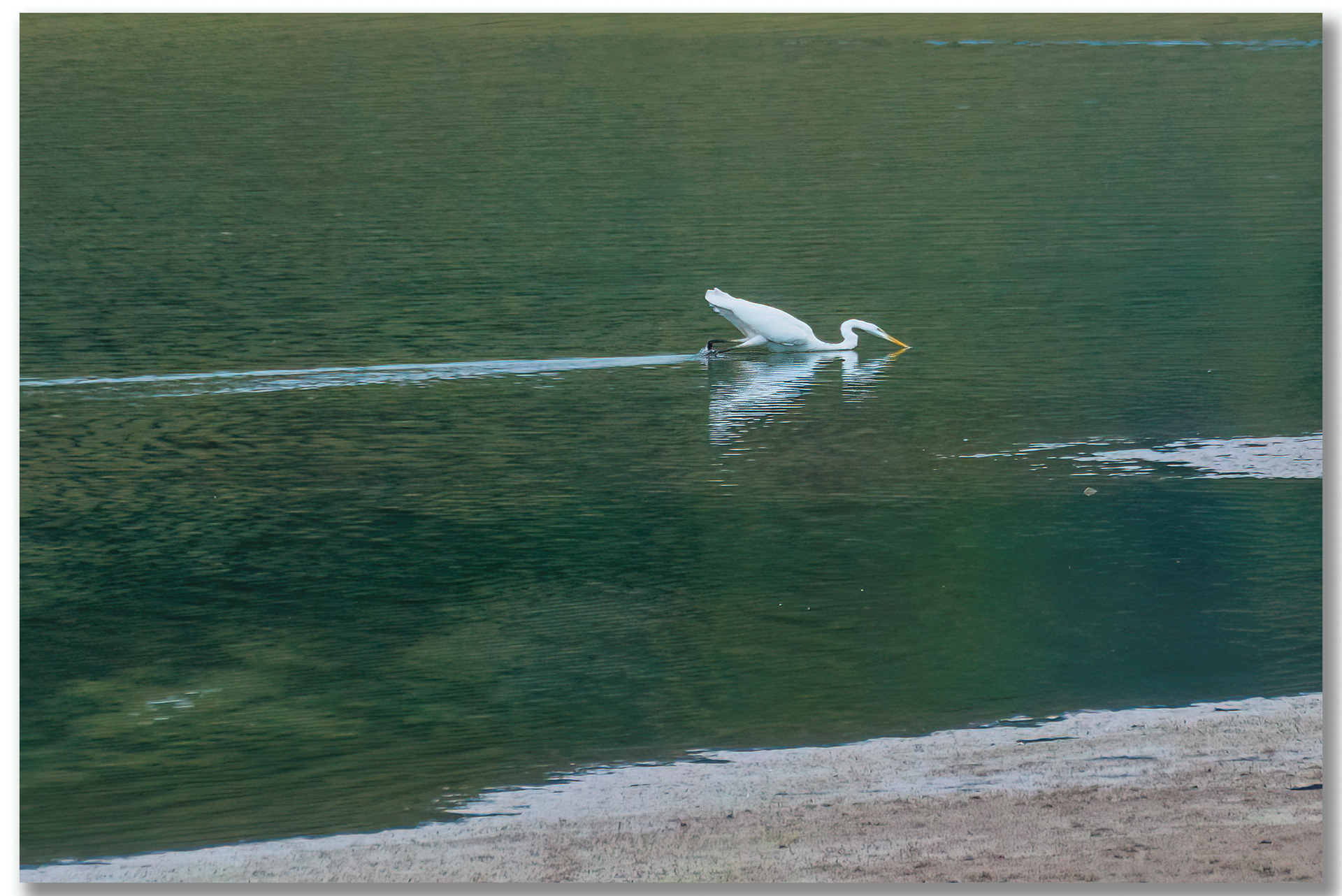 Grande Aigrette - Ardea Alba