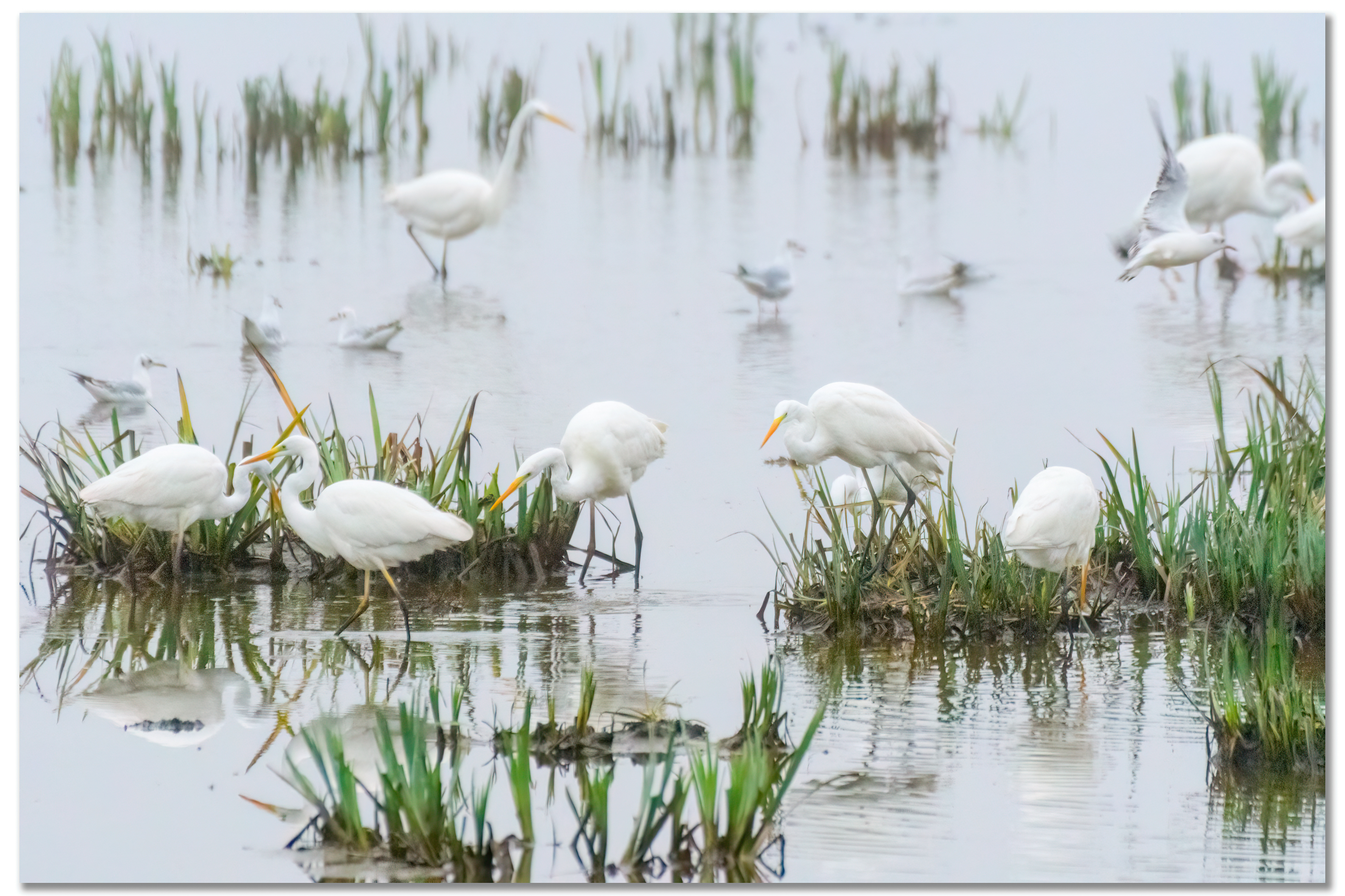 Grande Aigrette - Ardea Alba, Mouette rieuse - Chroicocephalus ridibundus