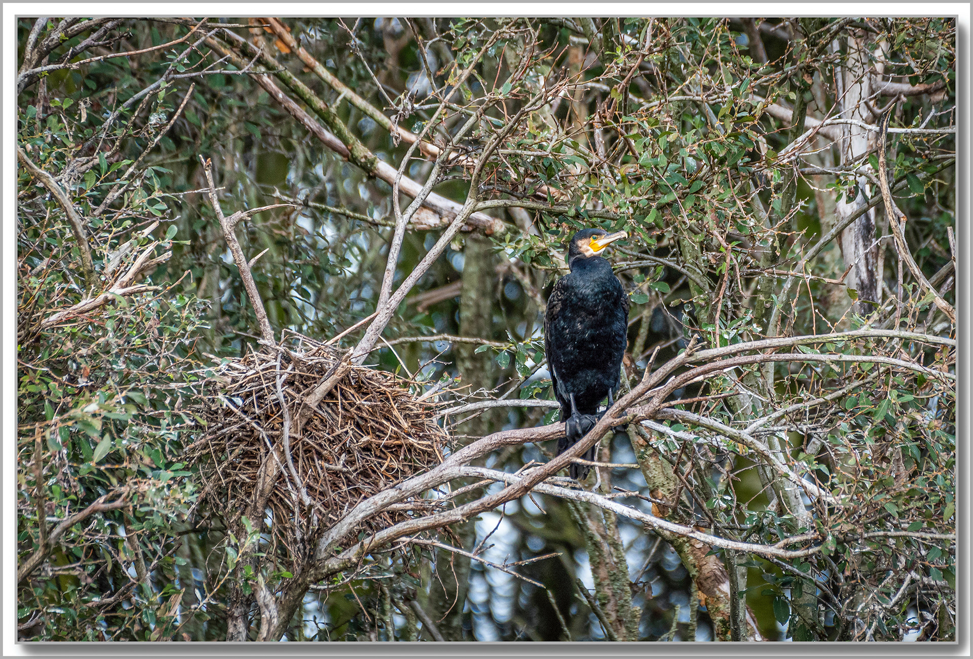Grand Cormoran - Phalacrocorax carbo