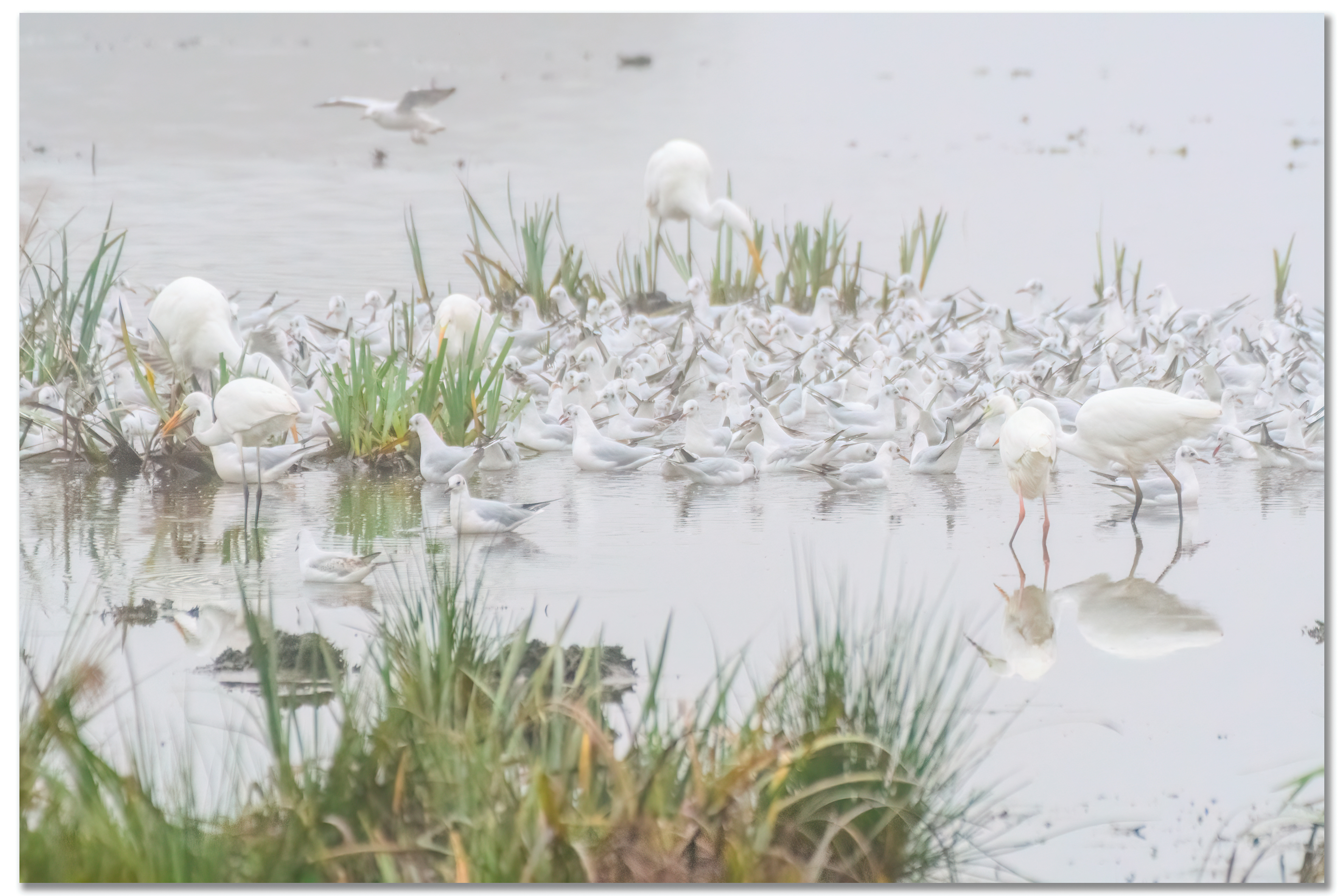 Grande Aigrette - Ardea Alba, Mouette rieuse - Chroicocephalus ridibundus