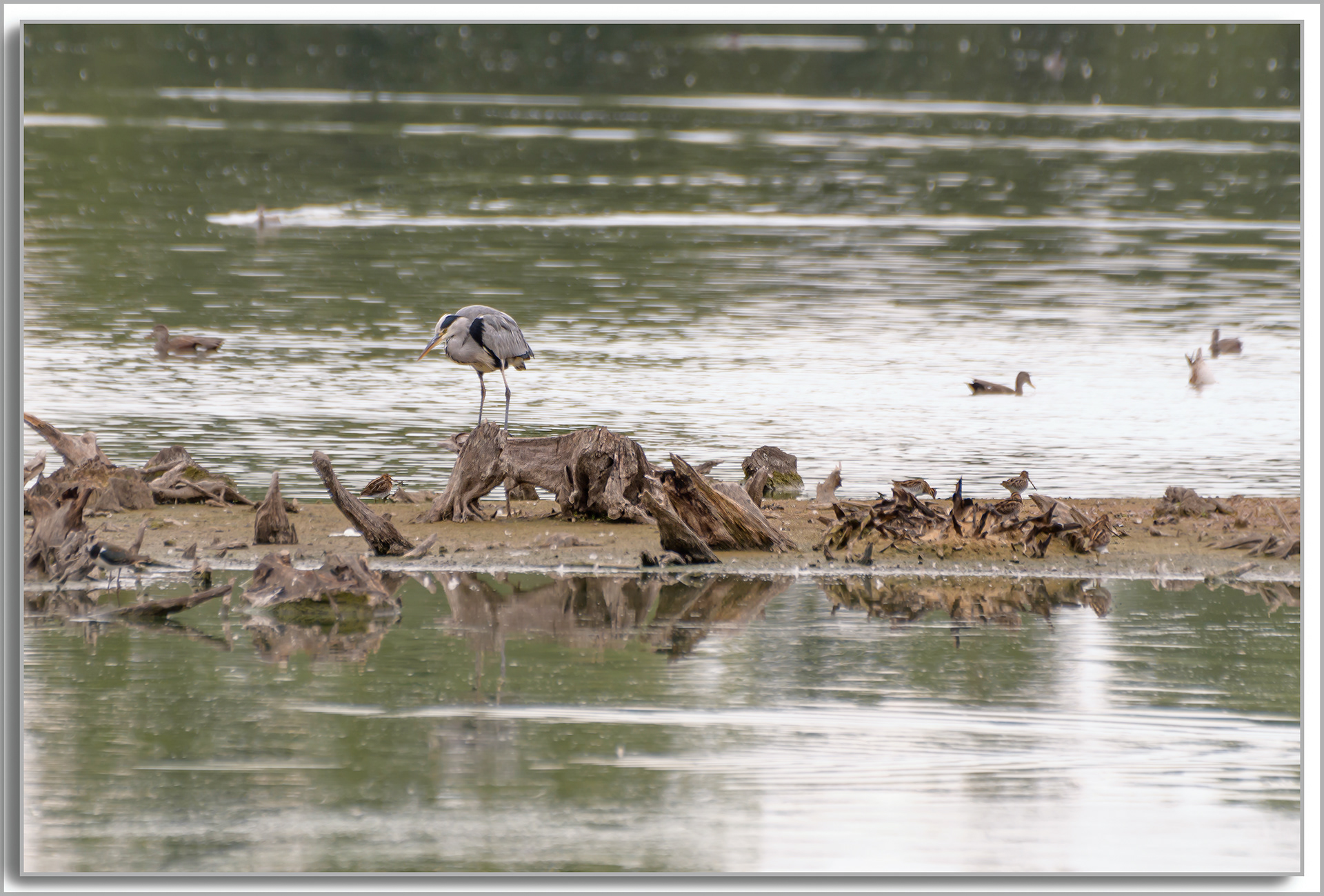 Bécassine des marais - Gallinago Gallinago, Héron cendré - Ardea Cinerea