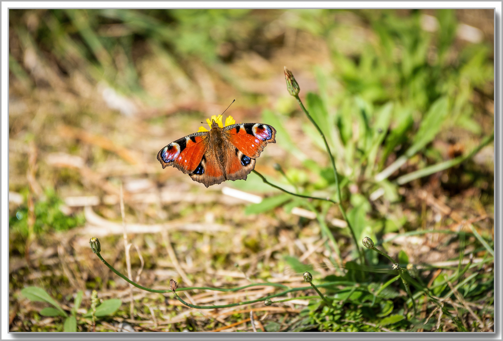 Paon-du-jour - Aglais io