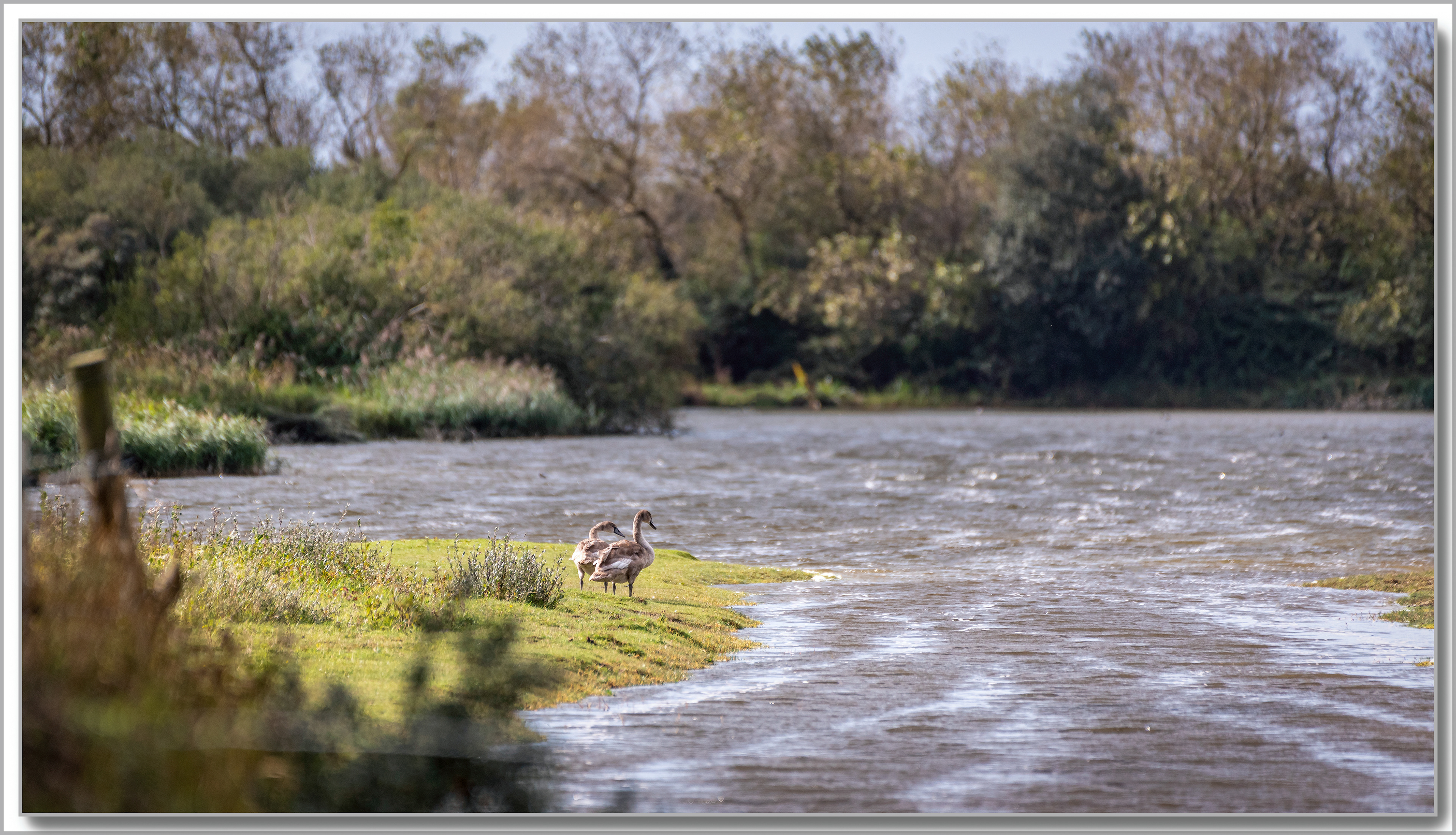 Cygne turberculé - Cygnus Olor