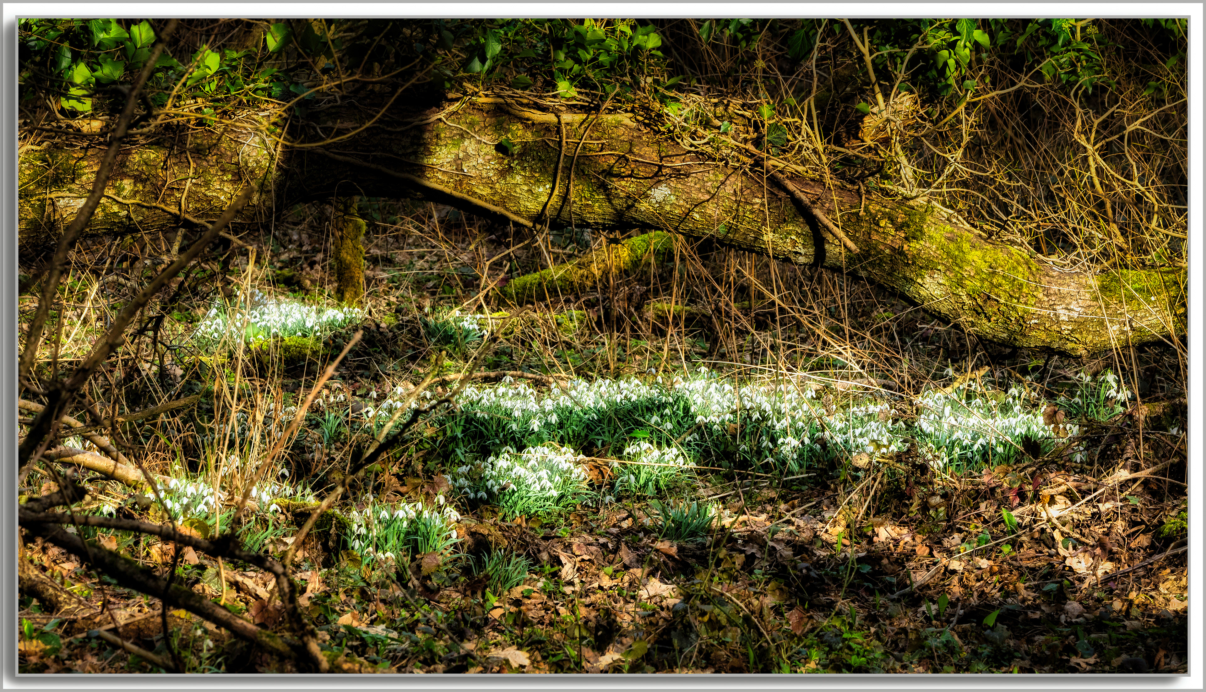 Perce Neige - Galanthus nivalis