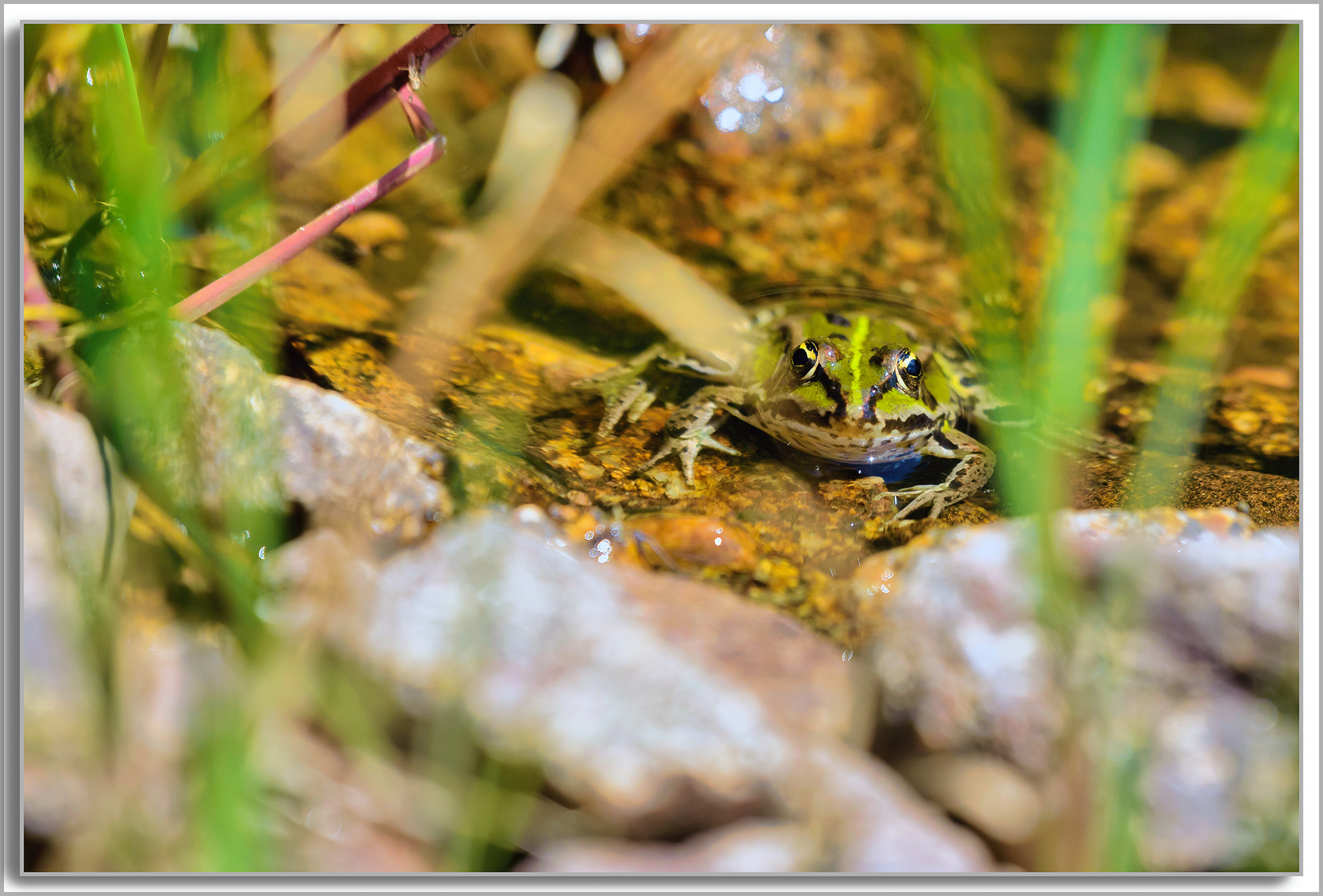 Grenouille comestible - Pelophylax kl. esculentus