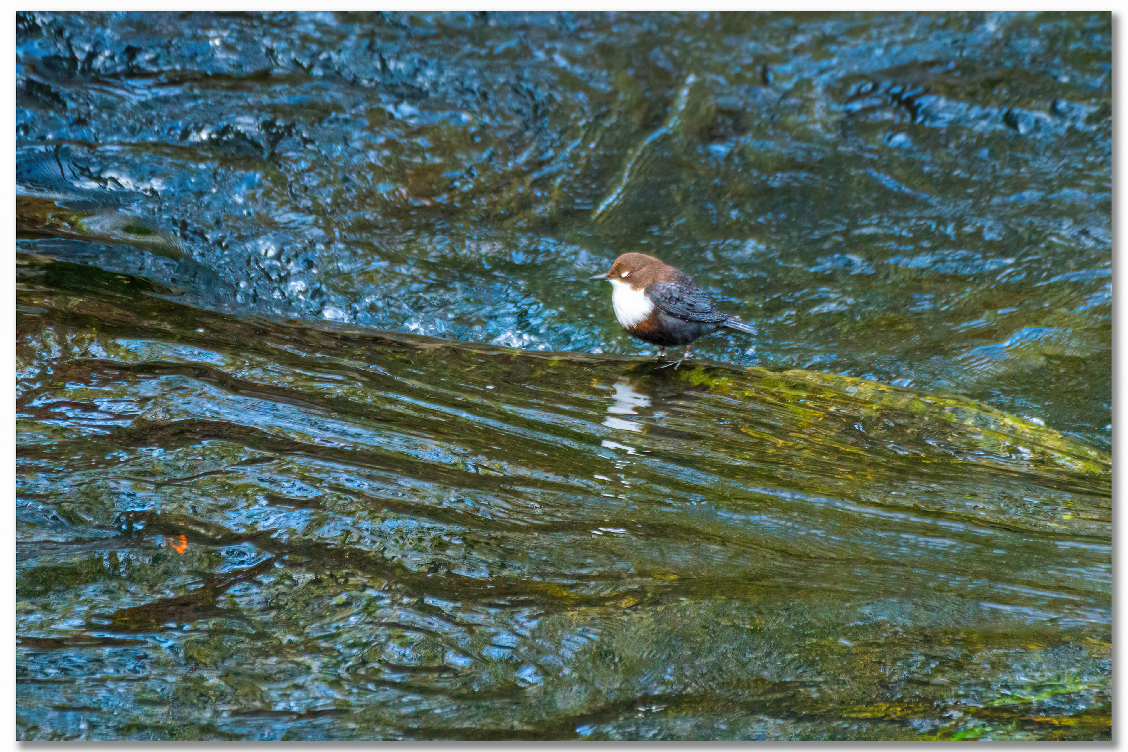 Cincle plongeur - Cinclus cinclus