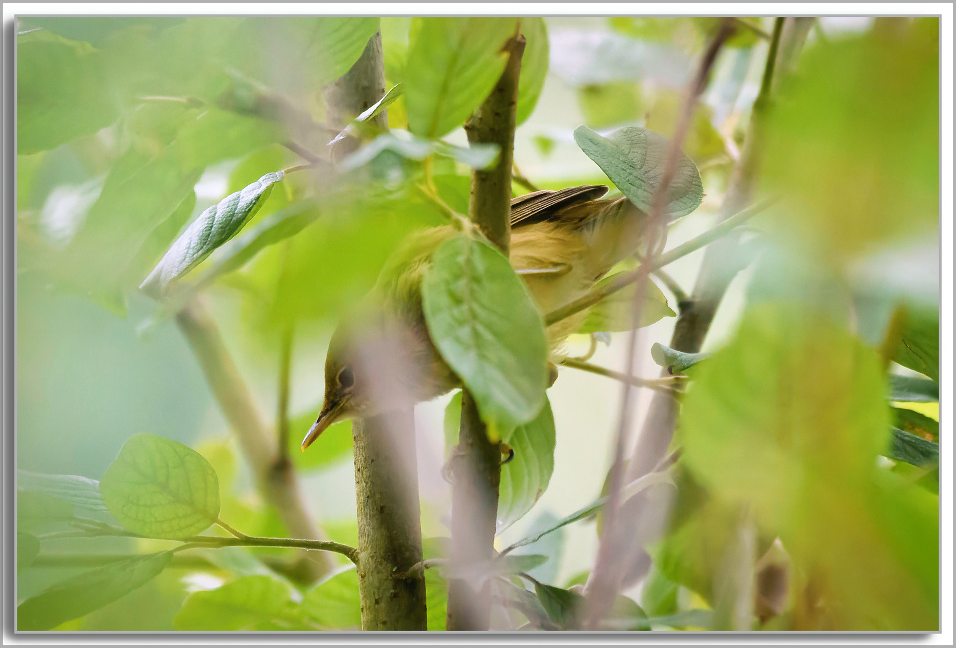 Pouillot véloce - Phylloscopus Collybita