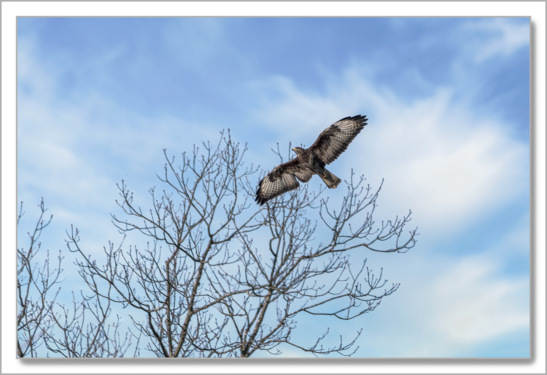 Buse variable - Buteo buteo