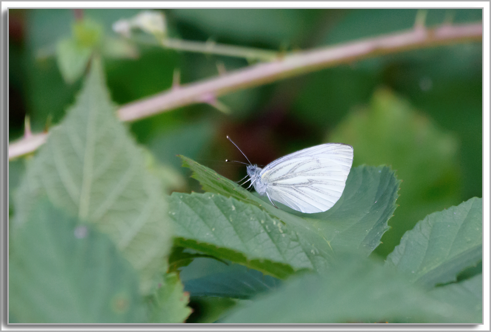 Piéride du navet - Pieris napi