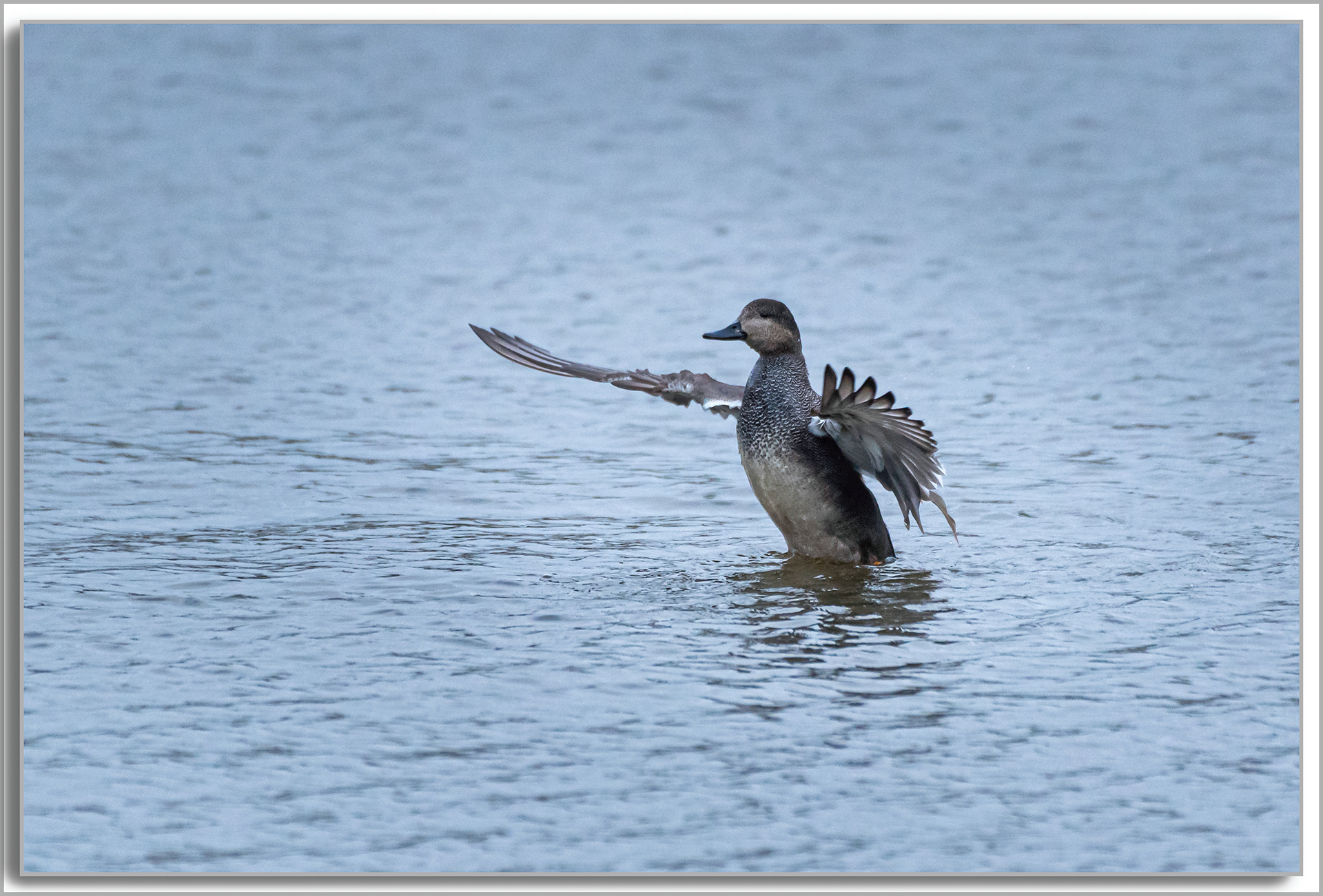 Canard Chipeau - Mareca strepera