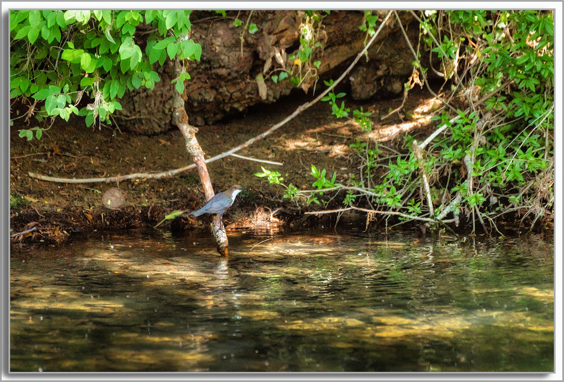 Cincle plongeur - Cinclus cinclus