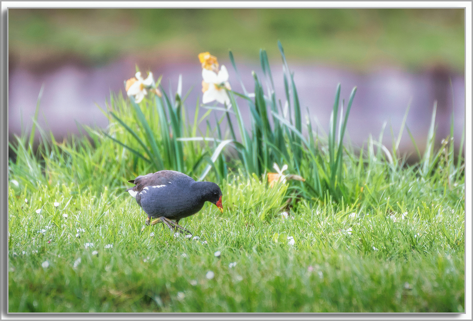 Gallinule poule d'eau - Gallinula Chloropus