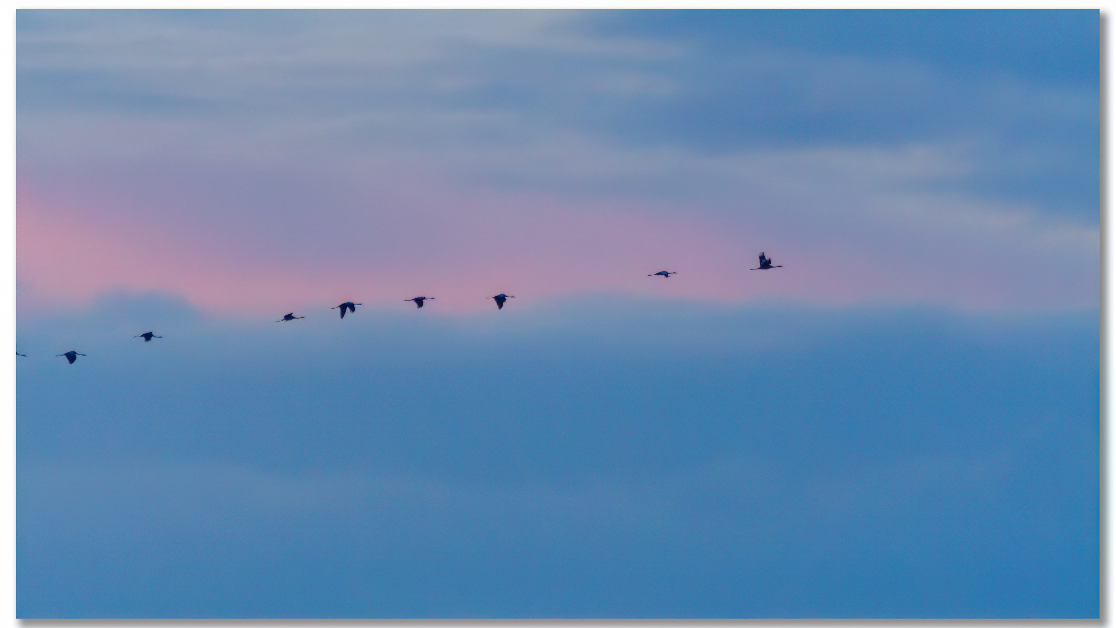 Grue cendrée - Grus grus