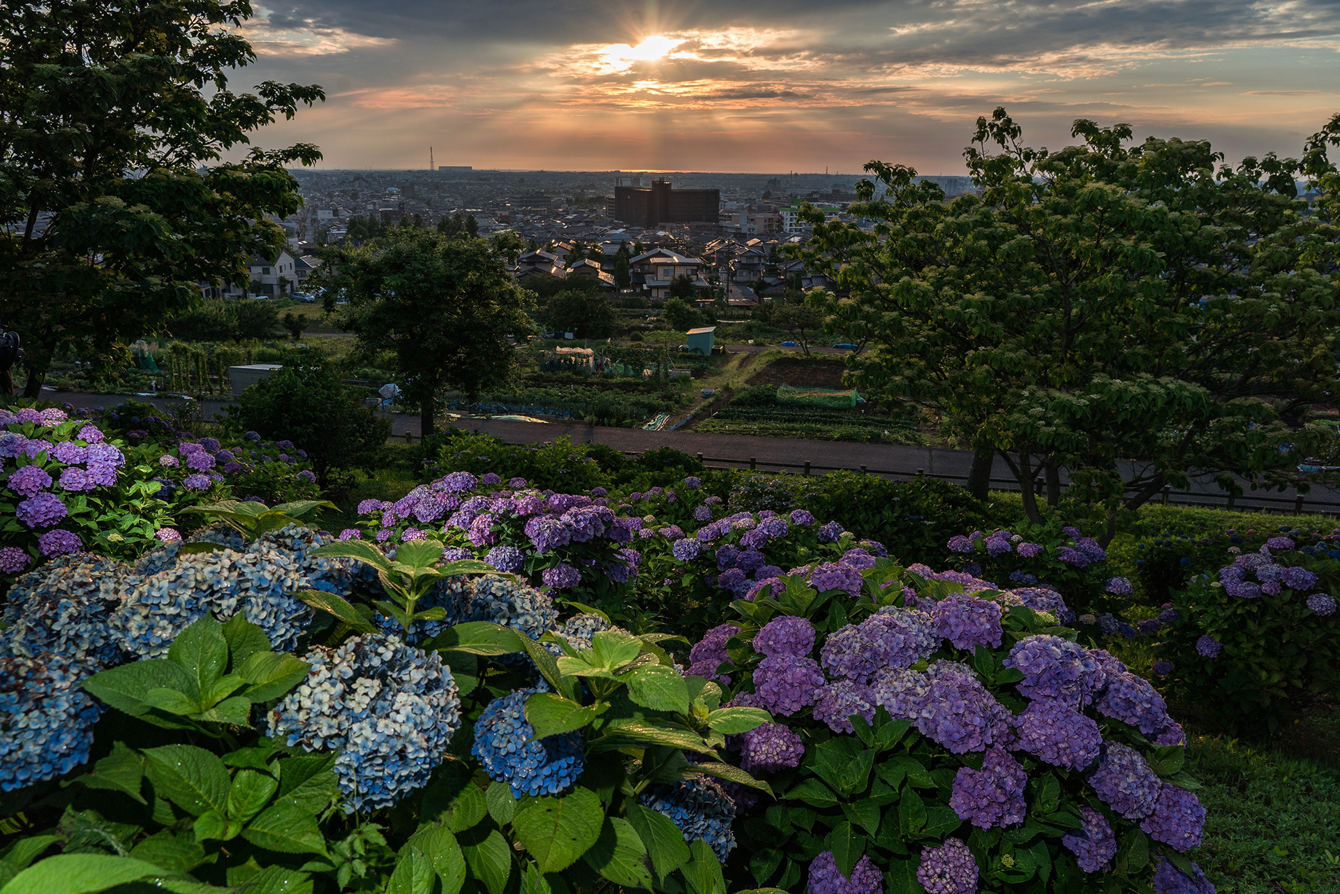 金沢・大乗寺丘陵公園の紫陽花と夕日