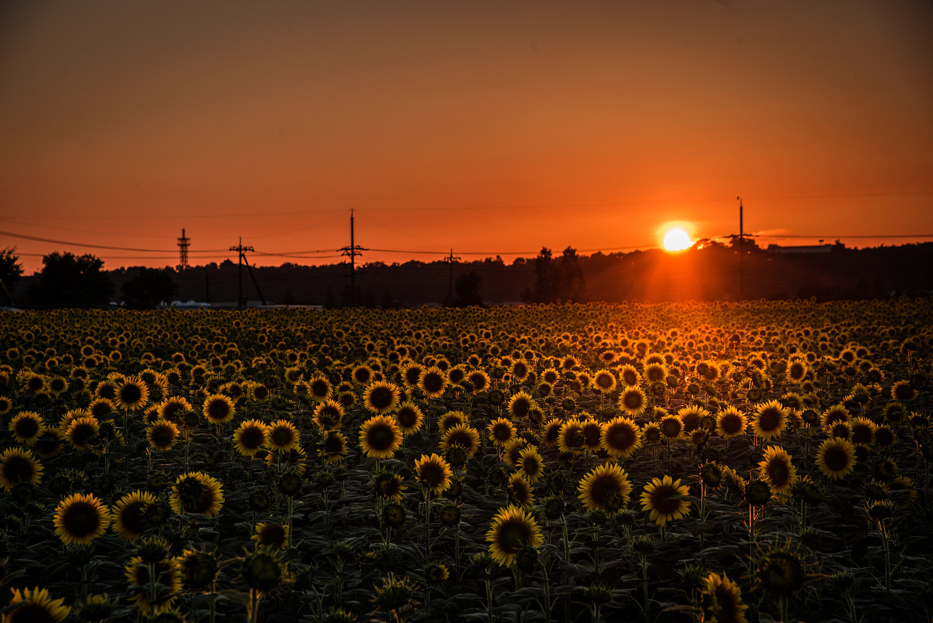 河北潟ひまわり村の夕景