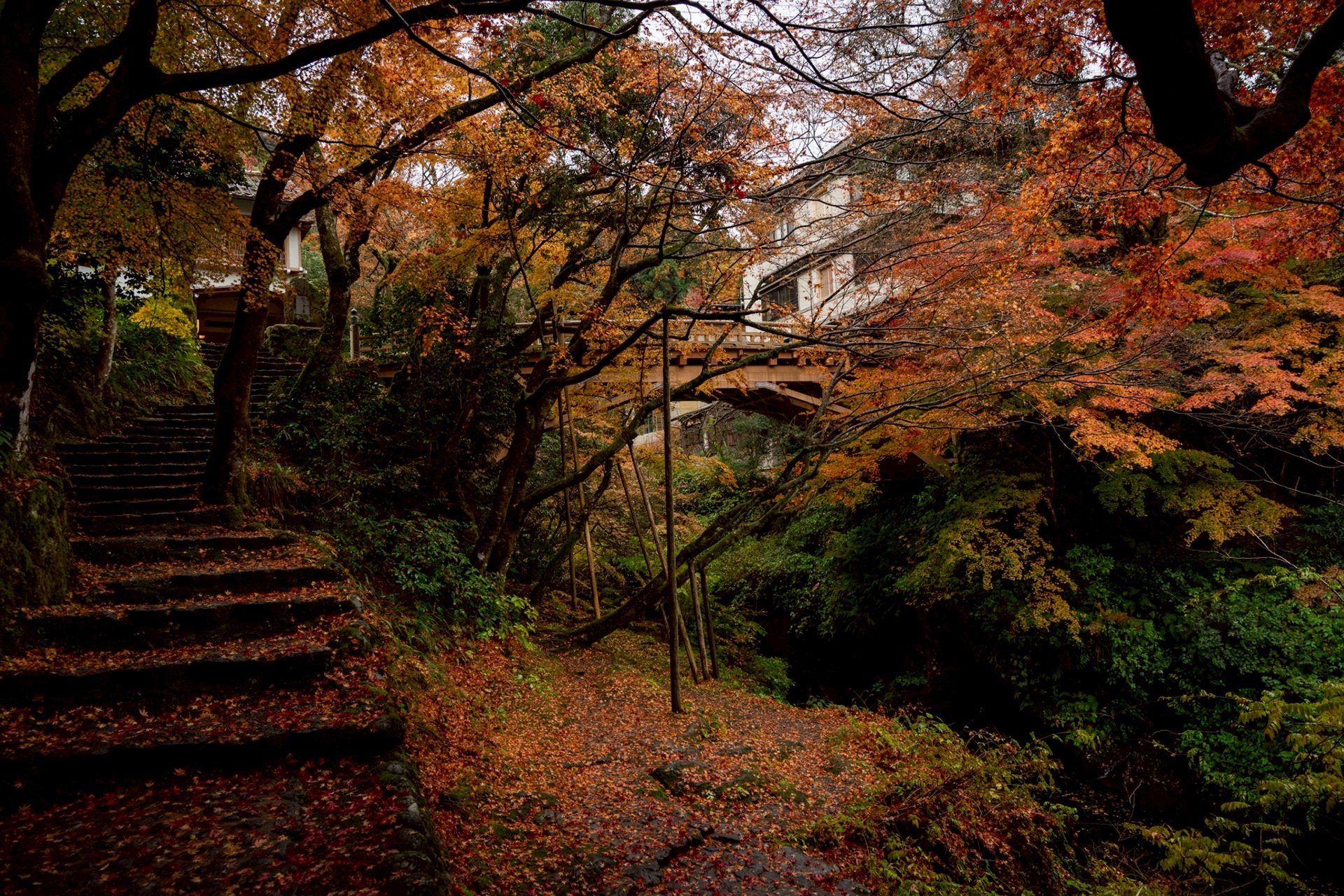 山中温泉・こおろぎ橋の紅葉