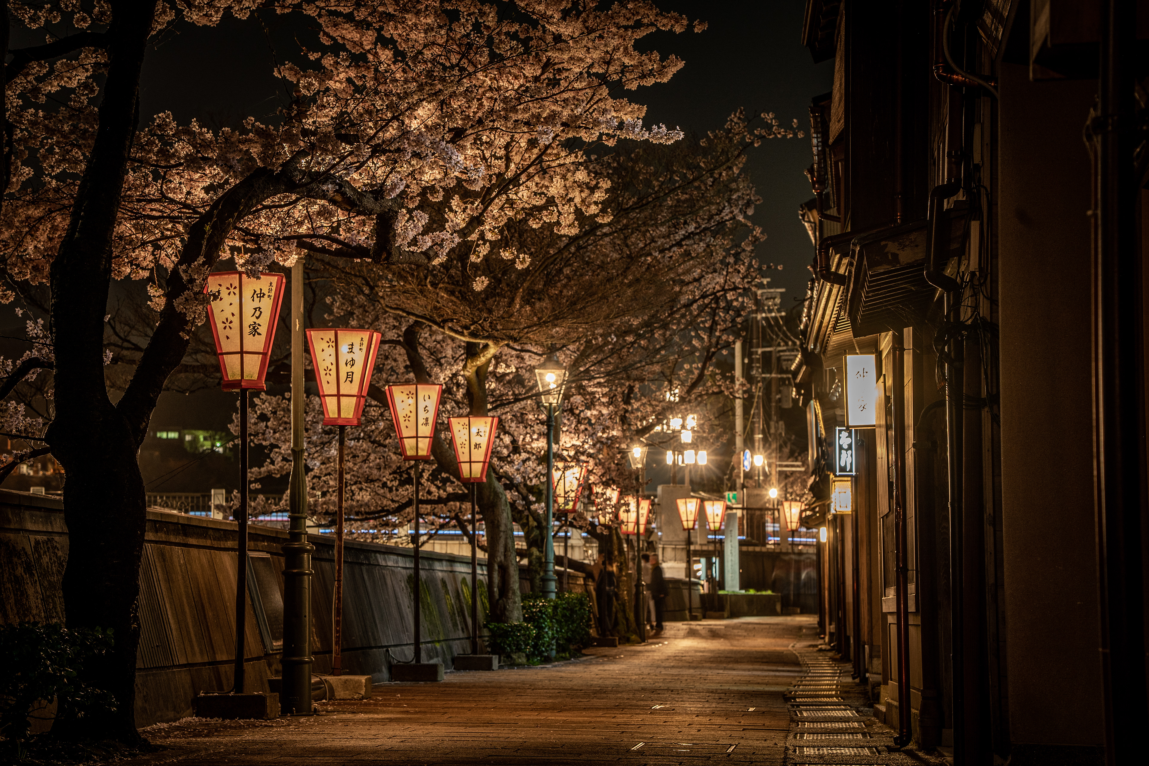 金沢・主計町茶屋街の夜桜