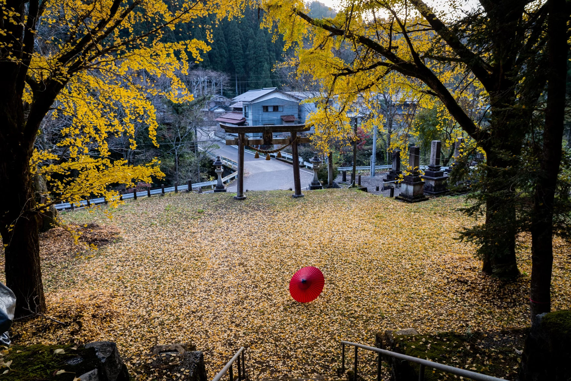 小松市の松岡町白山神社のイチョウ