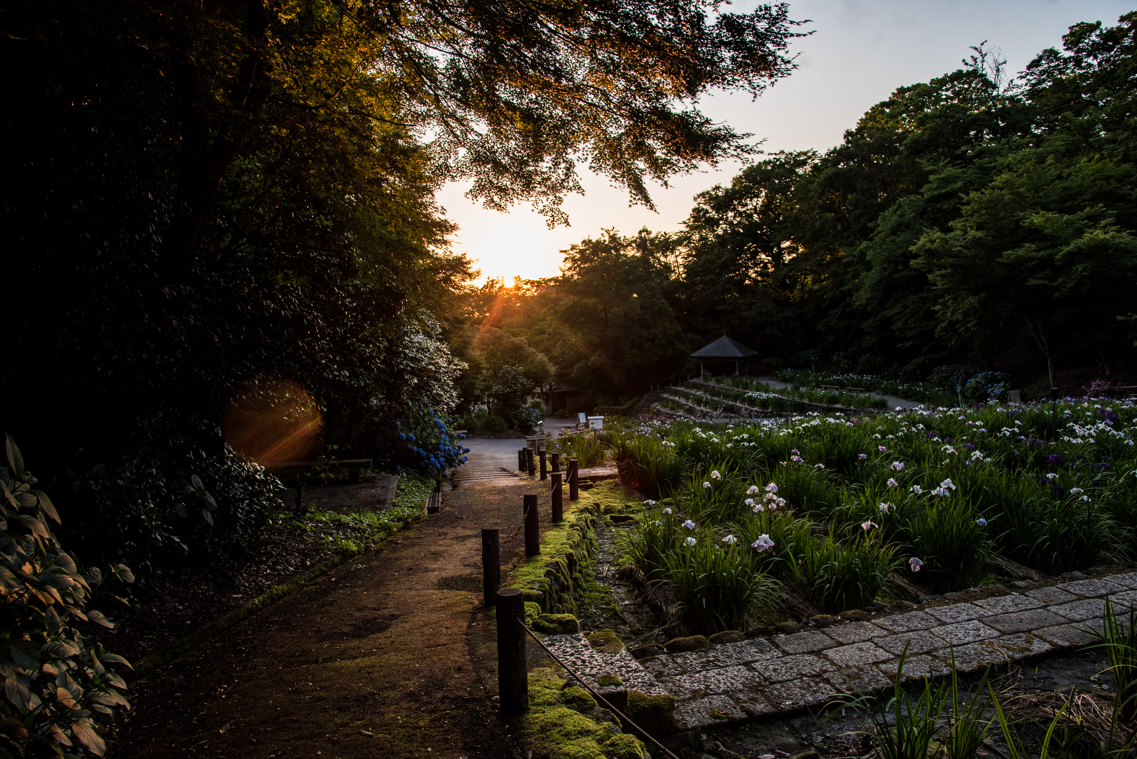 卯辰山花菖蒲園の夕景