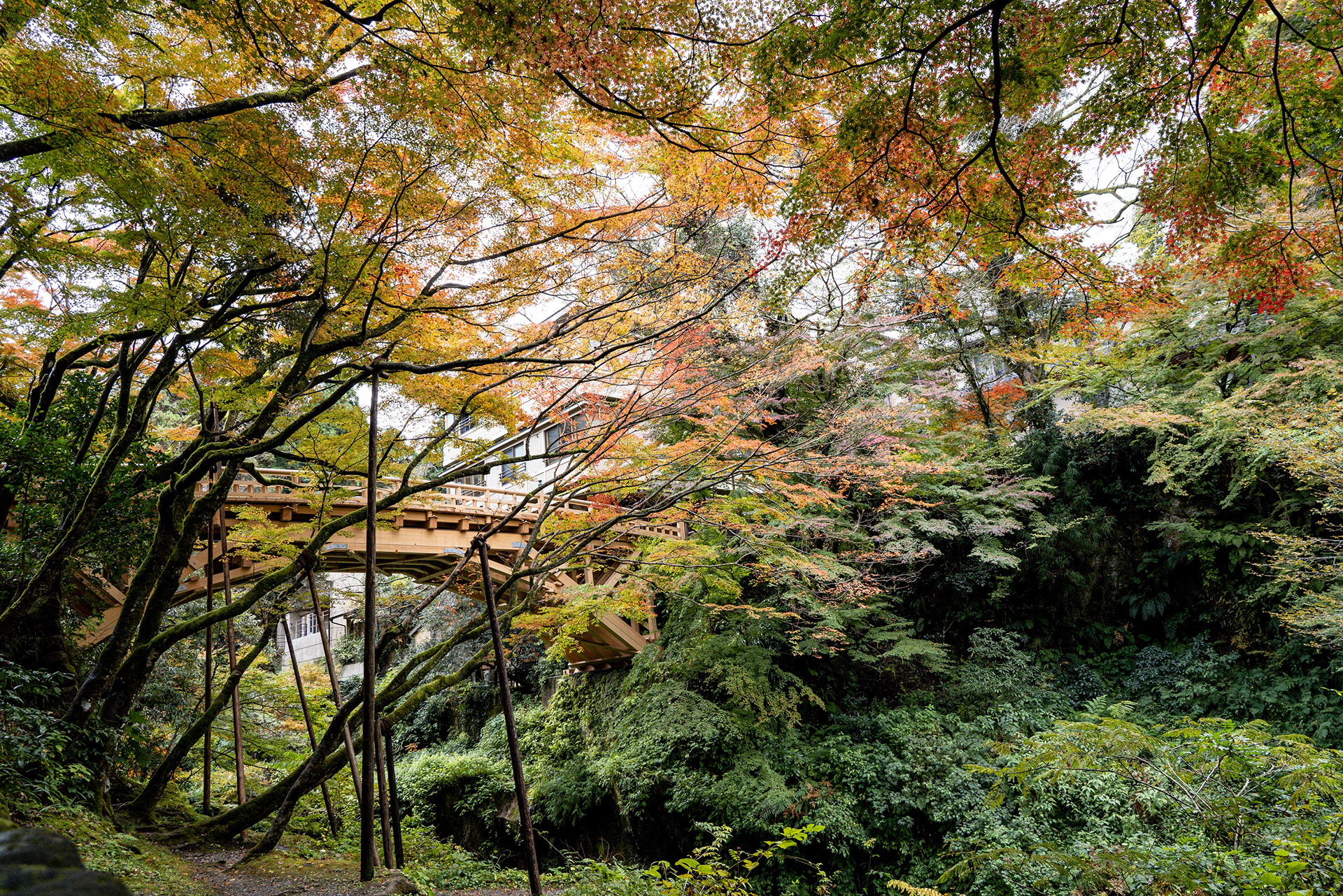 紅葉の山中温泉・こおろぎ橋