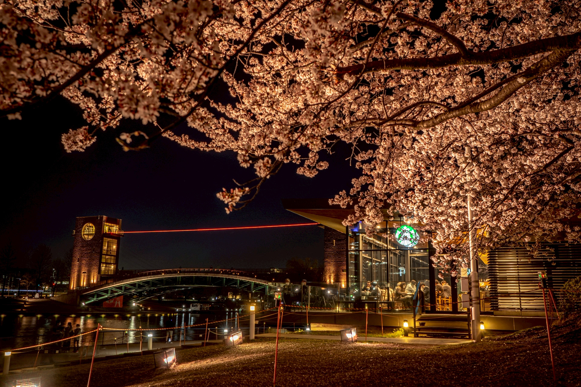 環水公園の夜桜ライトアップ