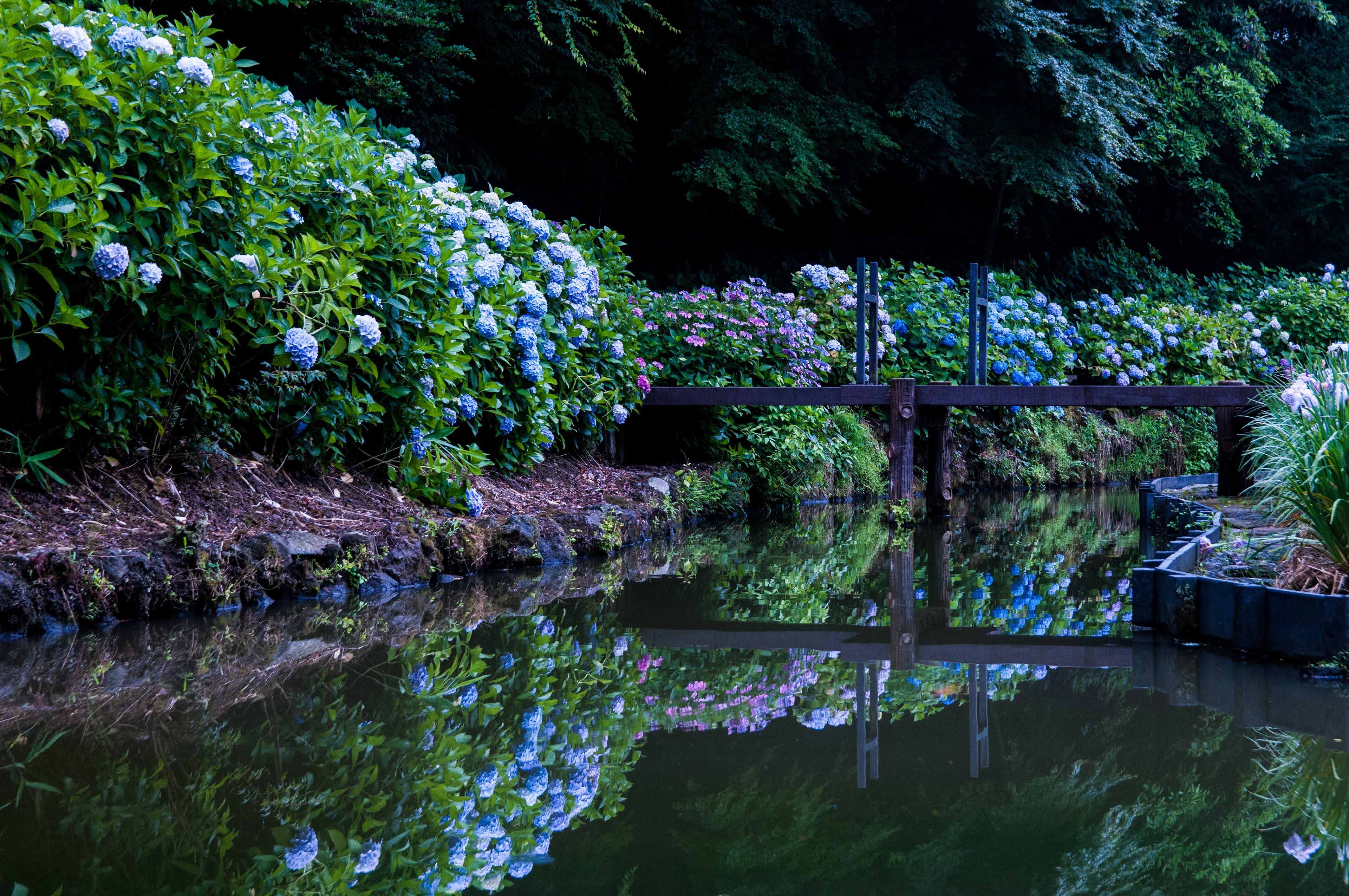 卯辰山花菖蒲園の紫陽花